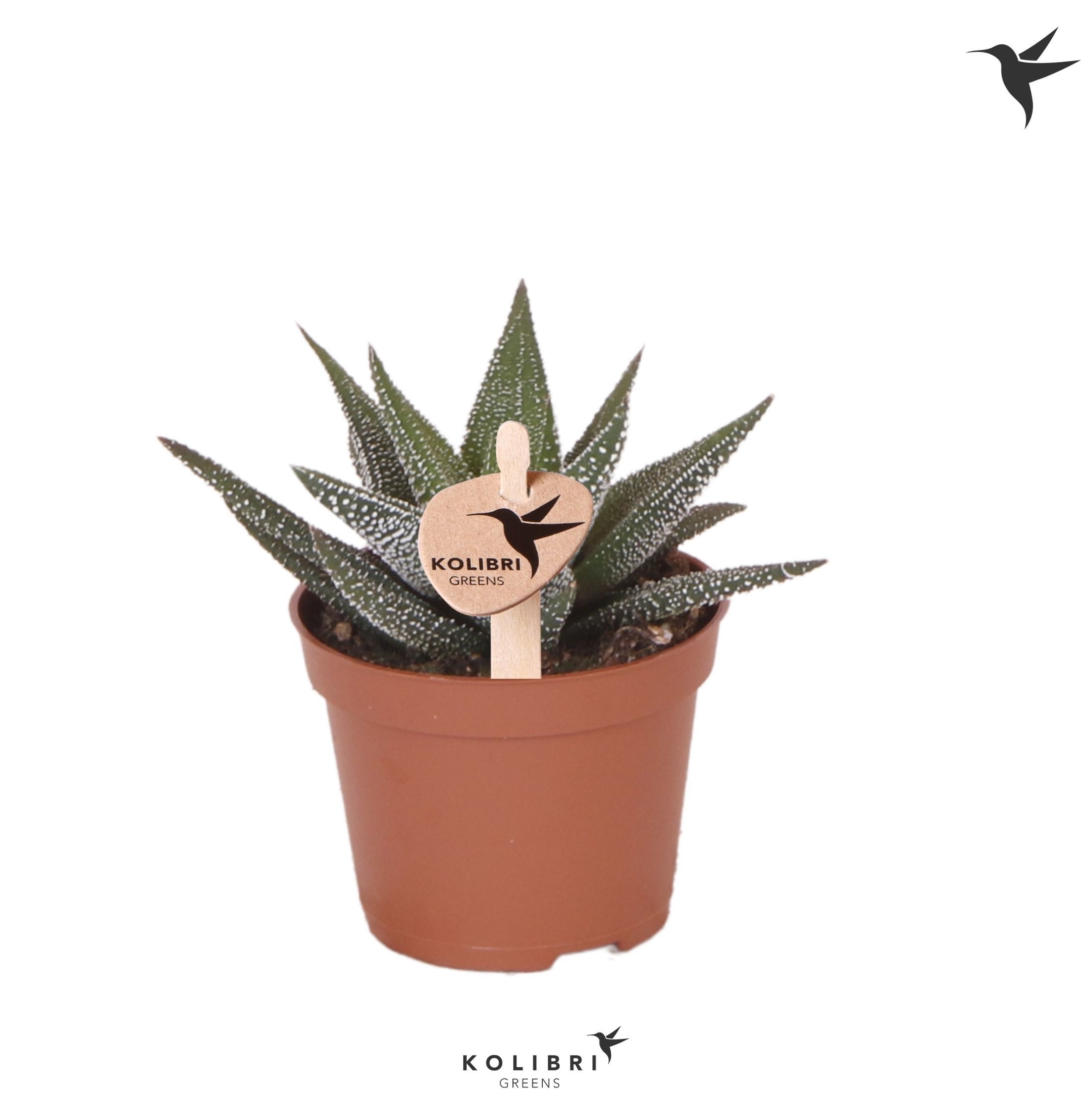 Haworthia Concolor