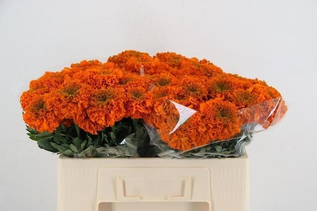 Tag E Promise Orange