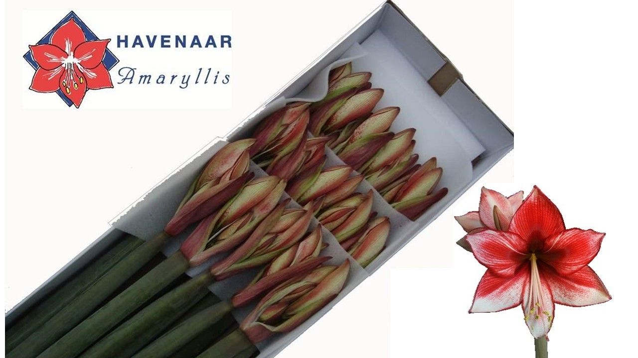 Hippeastrum Charisma 4bl