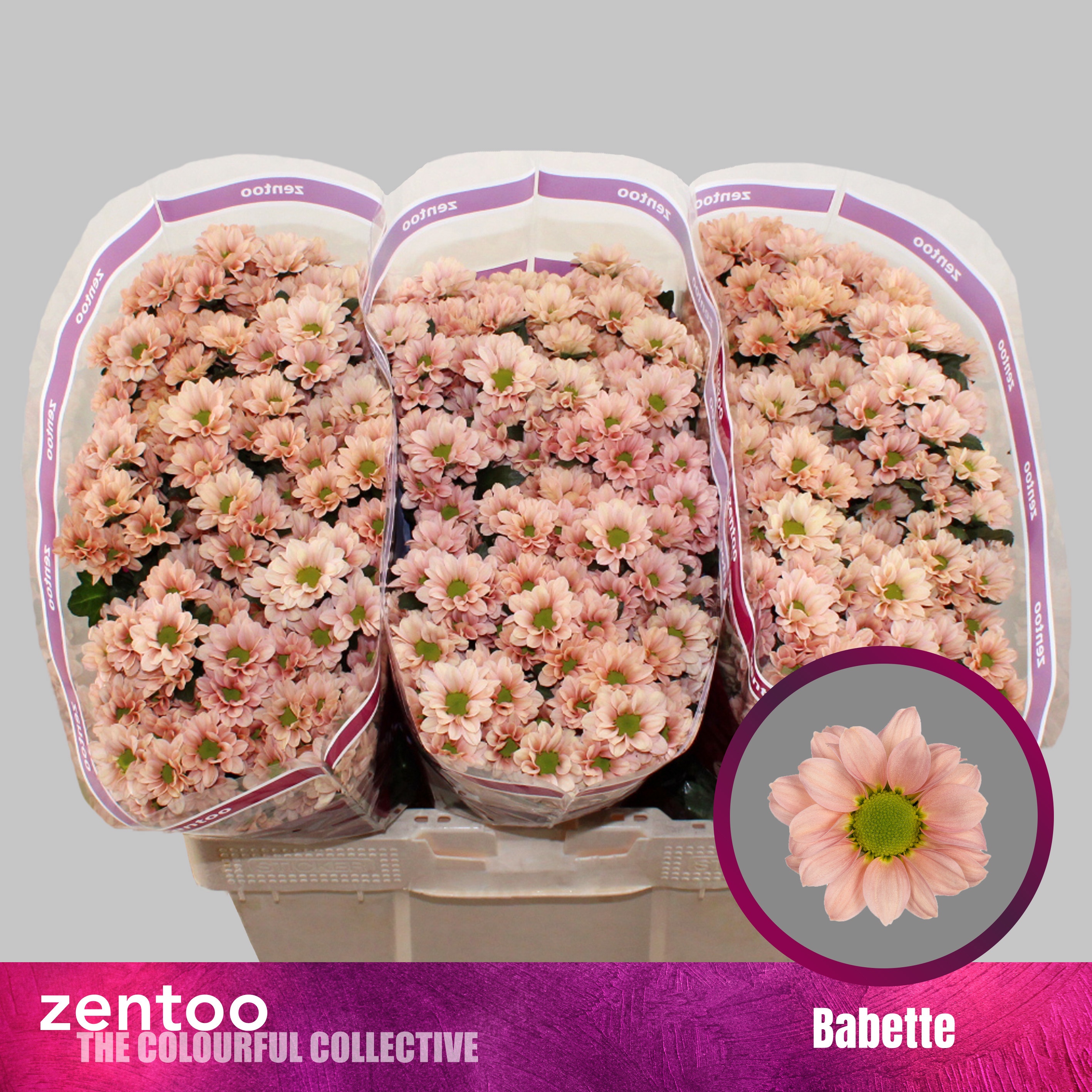 Chrysanthemum Santini Babette