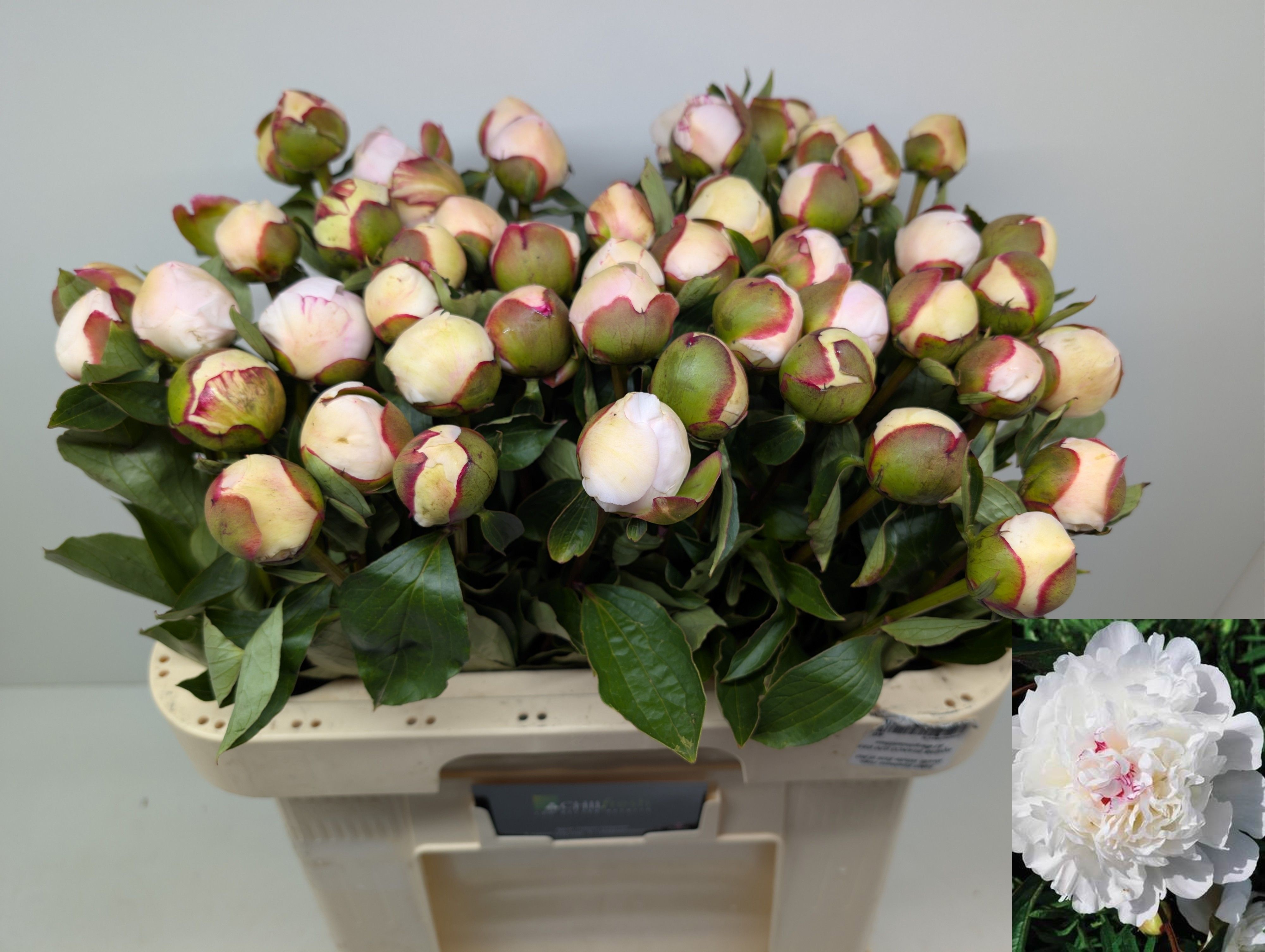 Paeonia Festiva Maxima 60cm