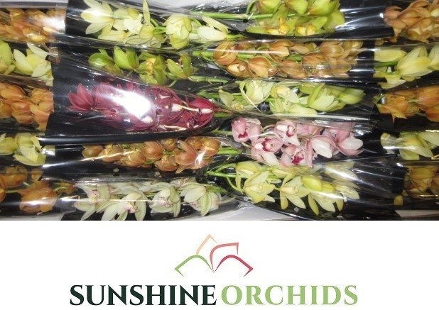 Cymbidium Asst Mini 40cm