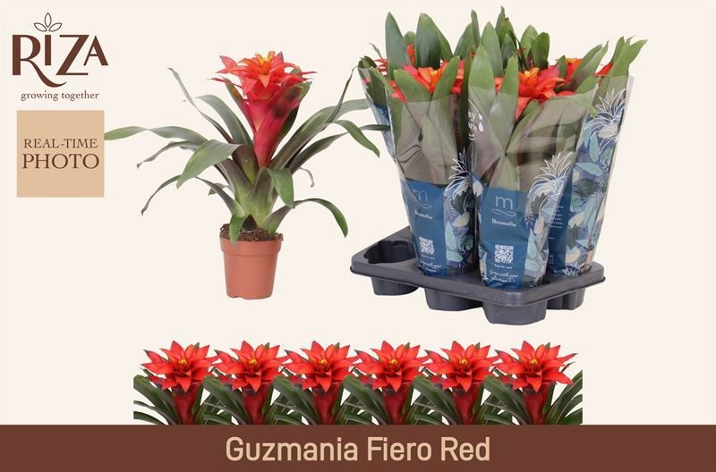 Guzm Fiero Red 12Ø 45cm