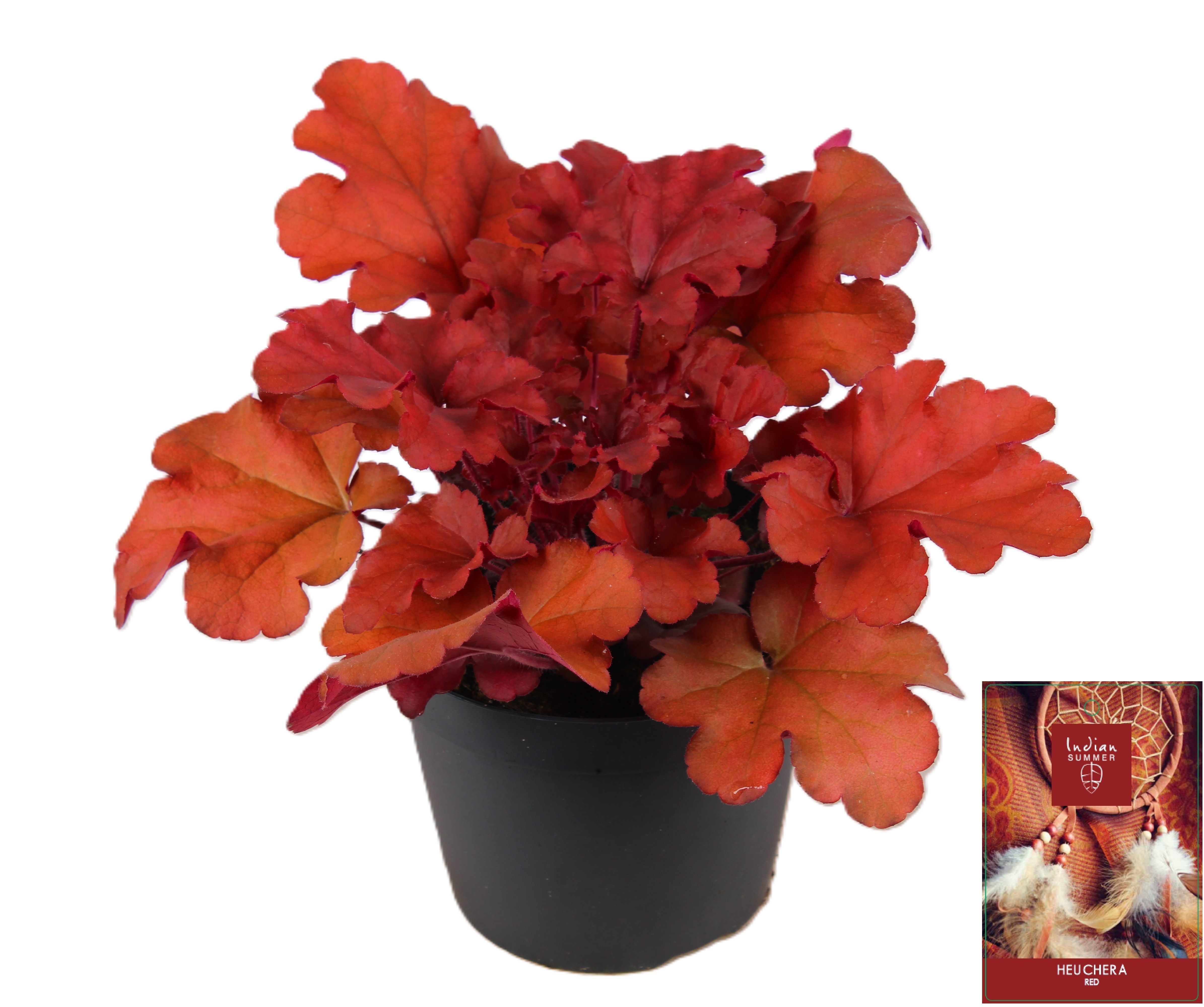 Picture of Heuchera Indian Summer Red