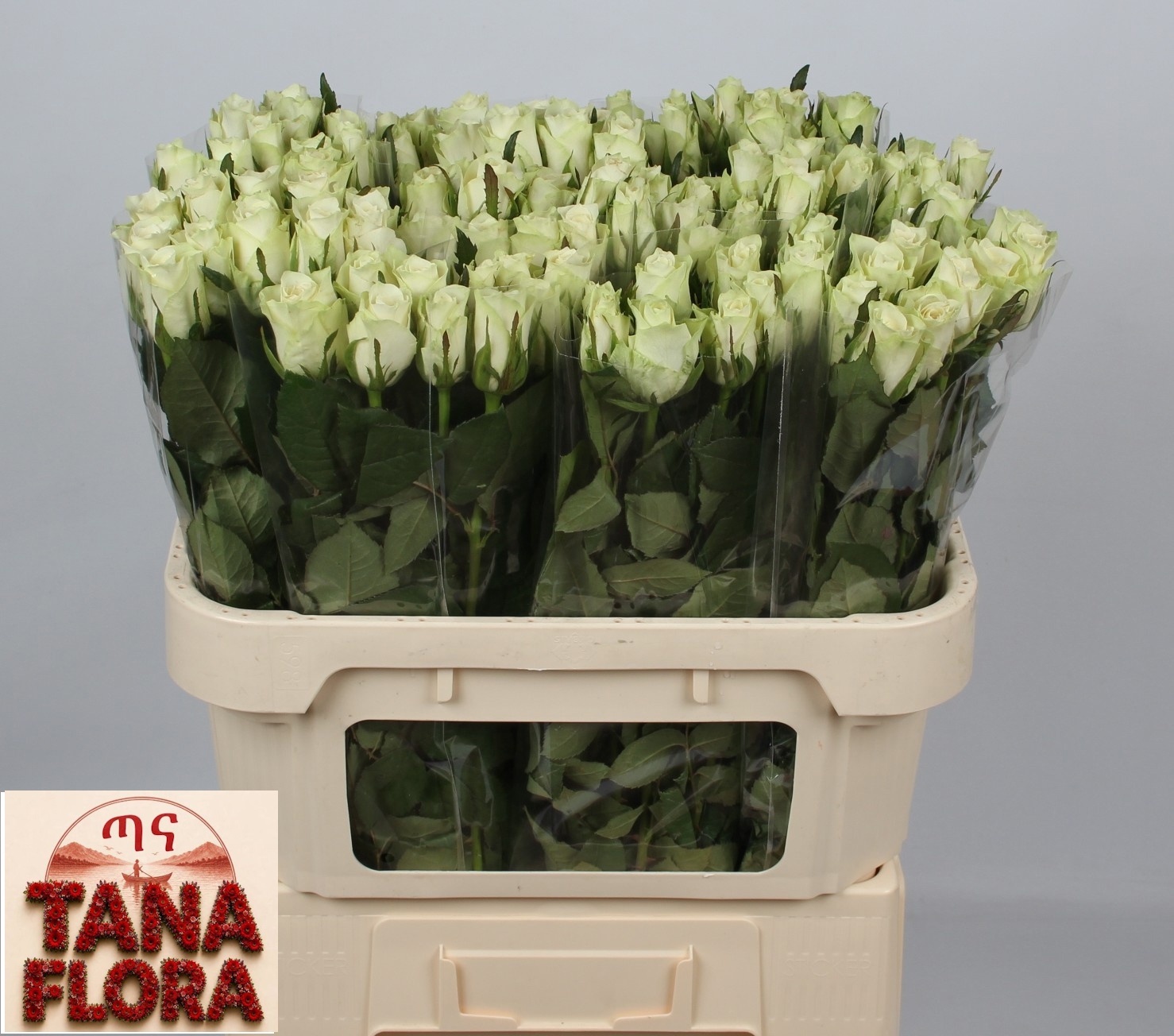 R Gr Athena