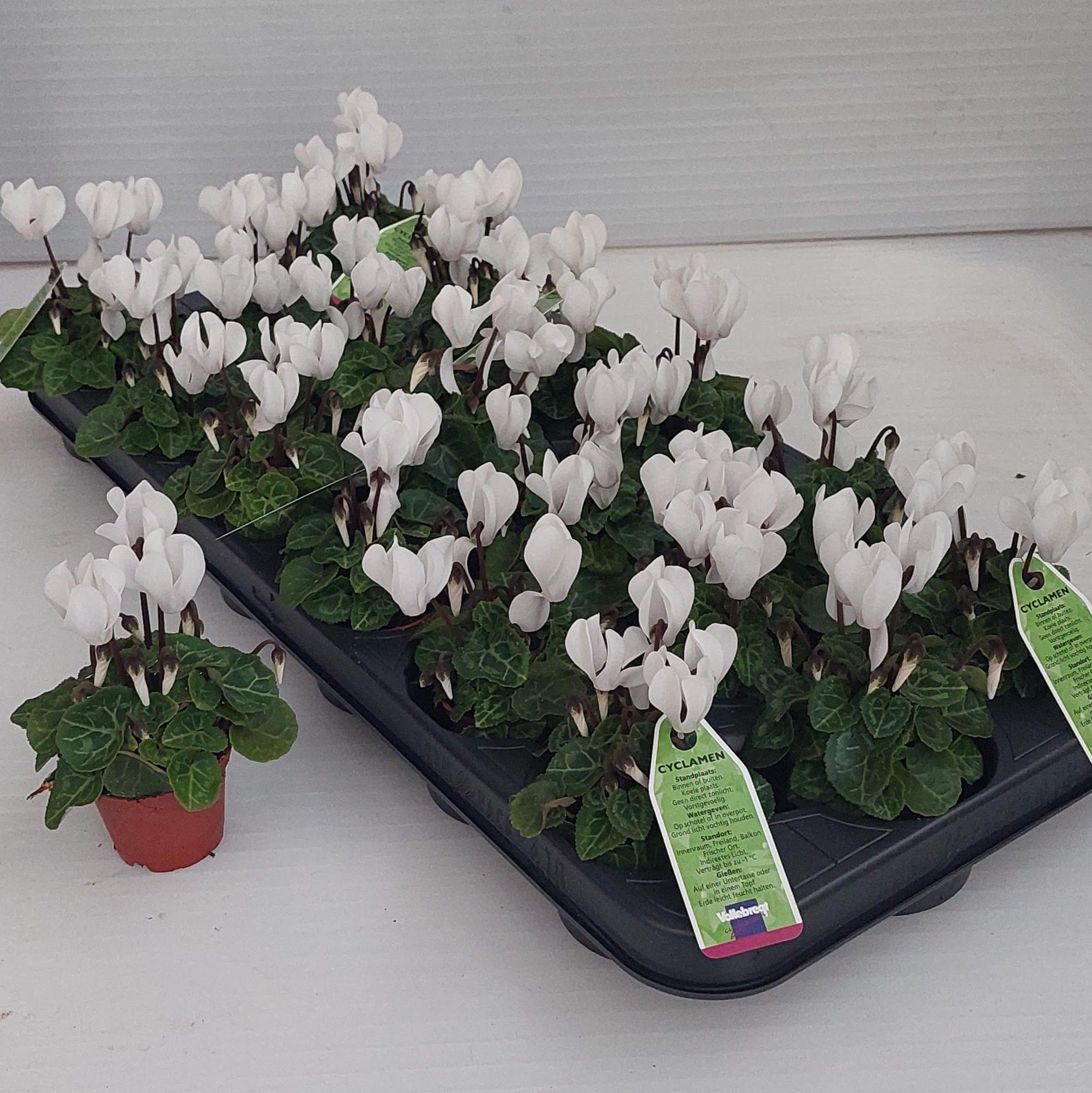 Cycl Kl Overig 6P 13H 7Ø Cm 23bloei