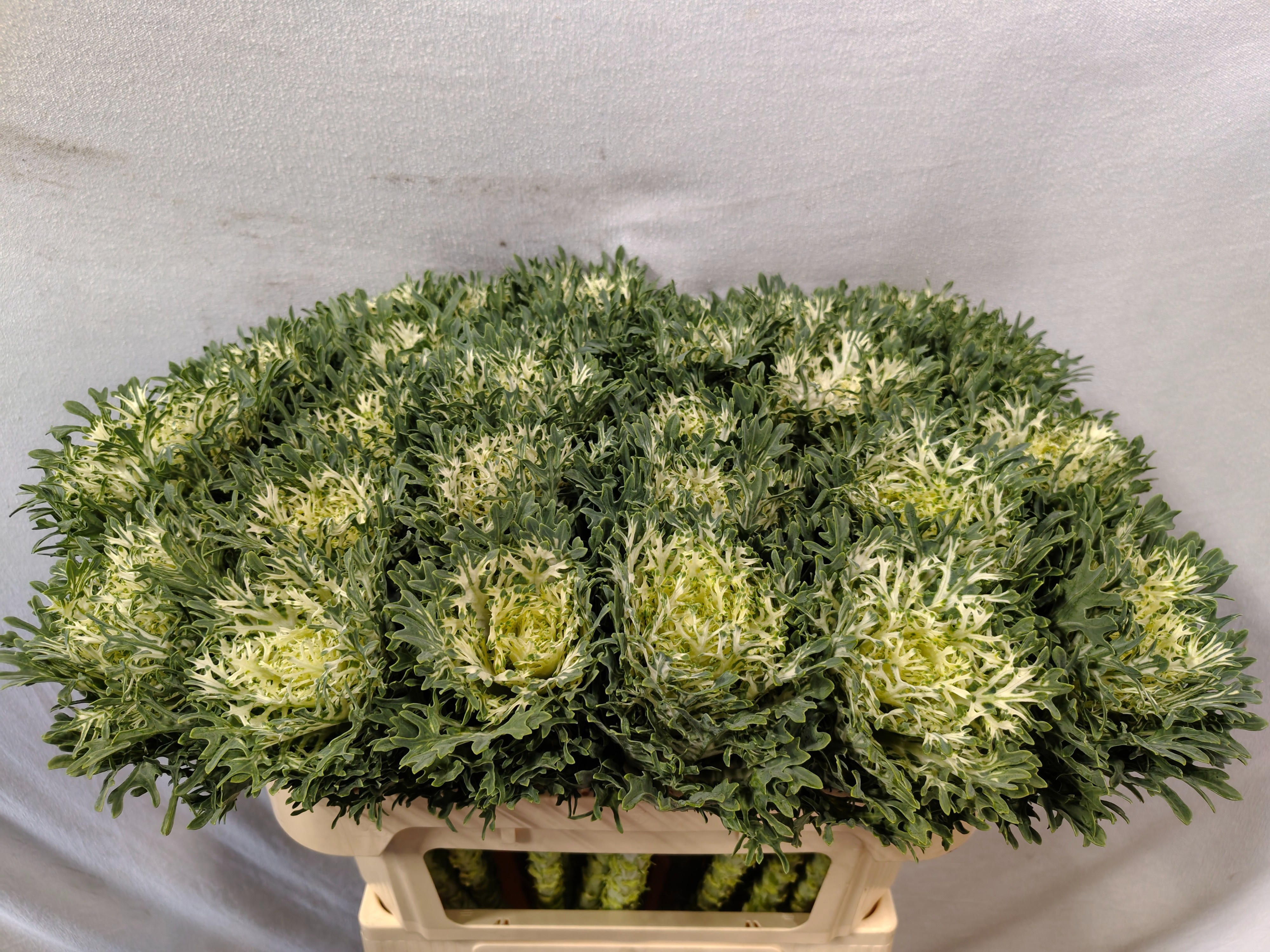 Brassica Crane Fea Snow 70cm