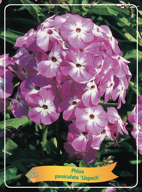 Picture of Phlox paniculata mix 6x10 srt. per shelve P11