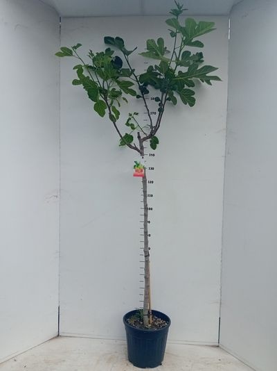 Ficus carica C18