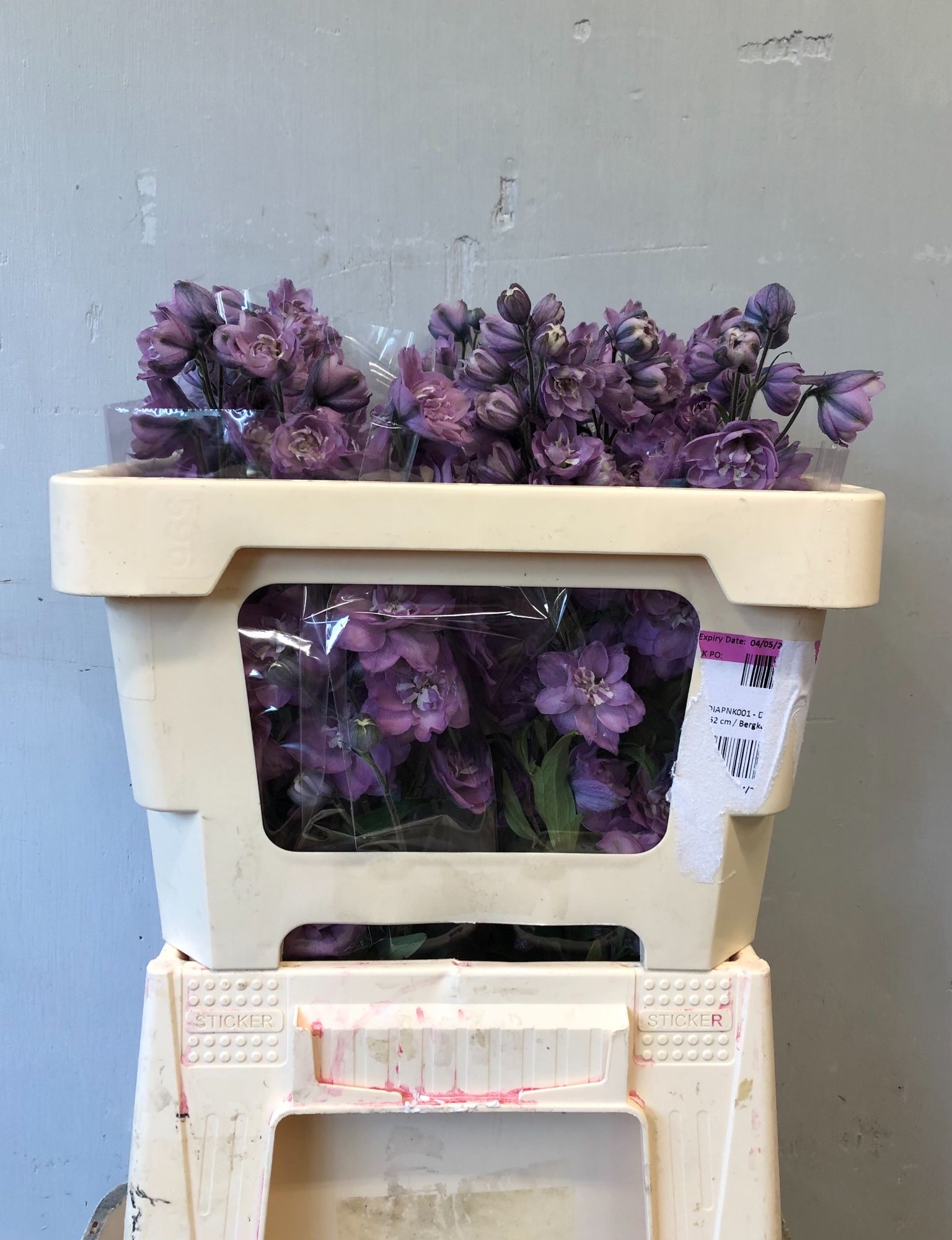 Delphinium El Double Dewi Melody 50cm
