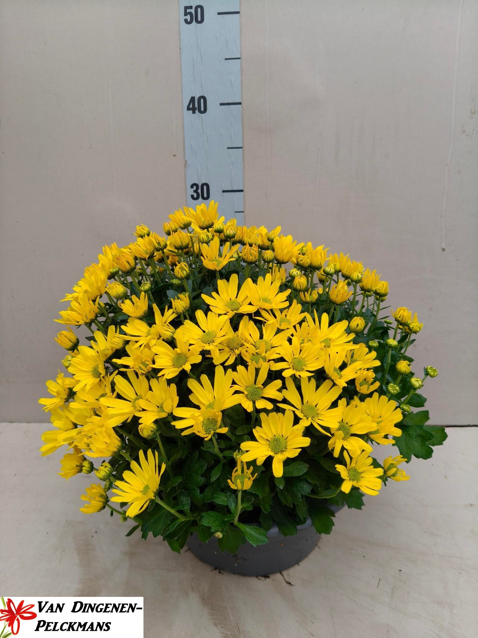 Chrys Gr Jas D Yello 23P 35H 34bloei