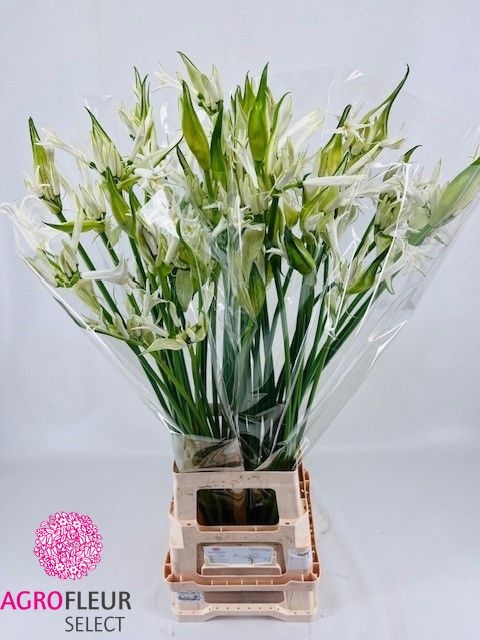 Nerine Like A Virgin 80cm