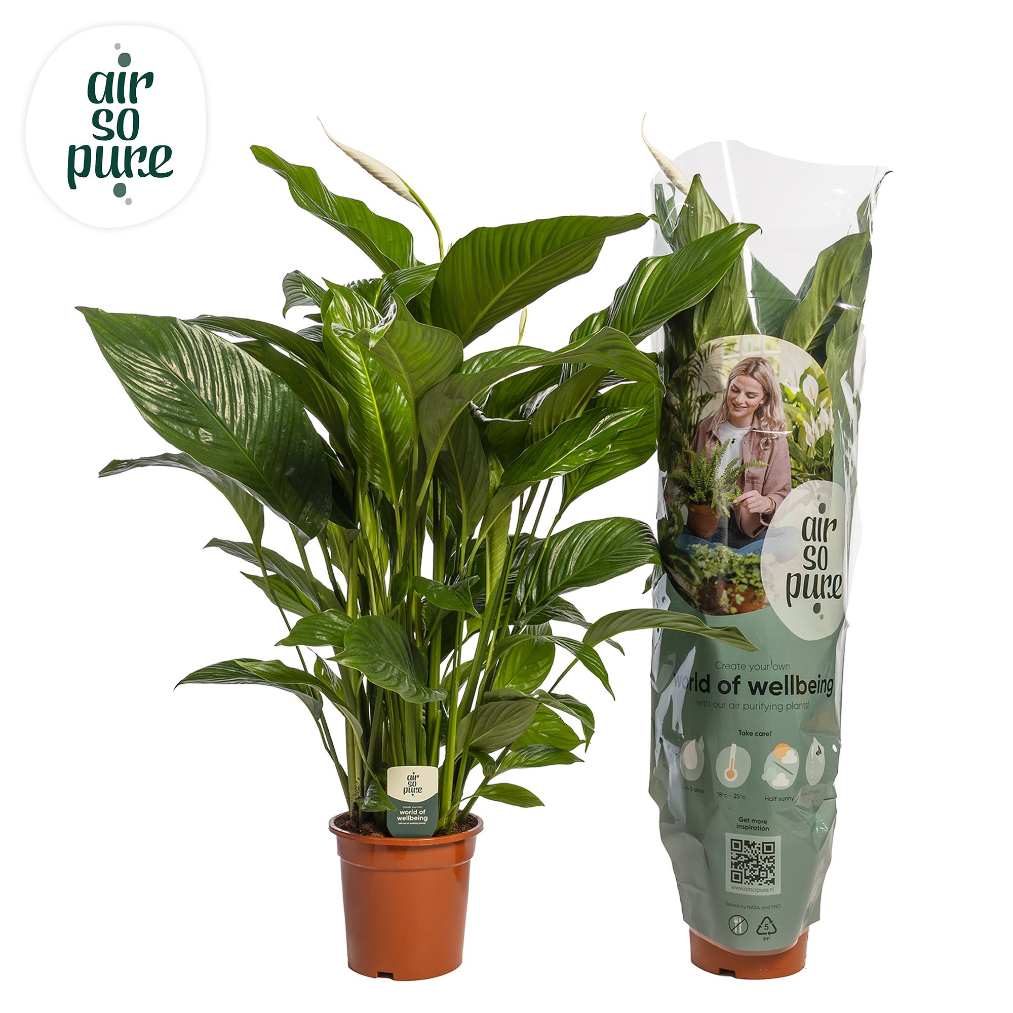 fern indoor plant Green Flame Fern main image 1