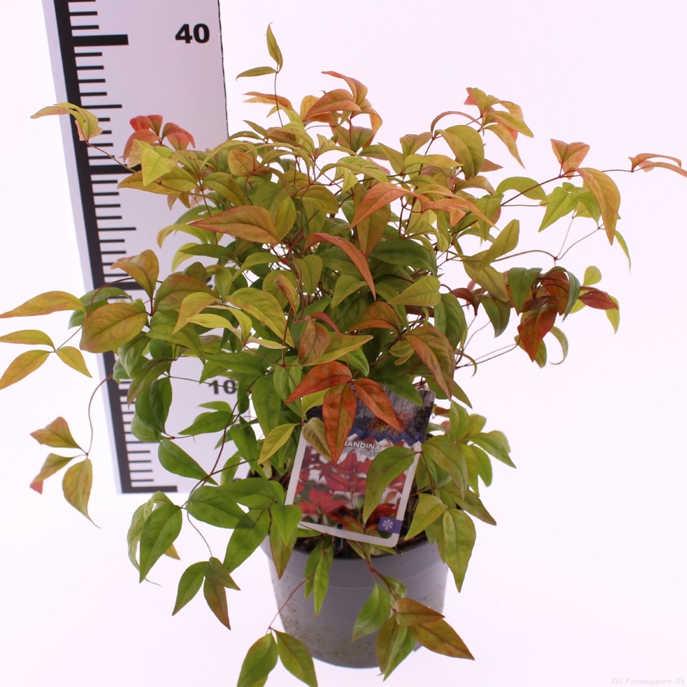 Picture of Nandina domestica Firepower P17 (2 Ltr)