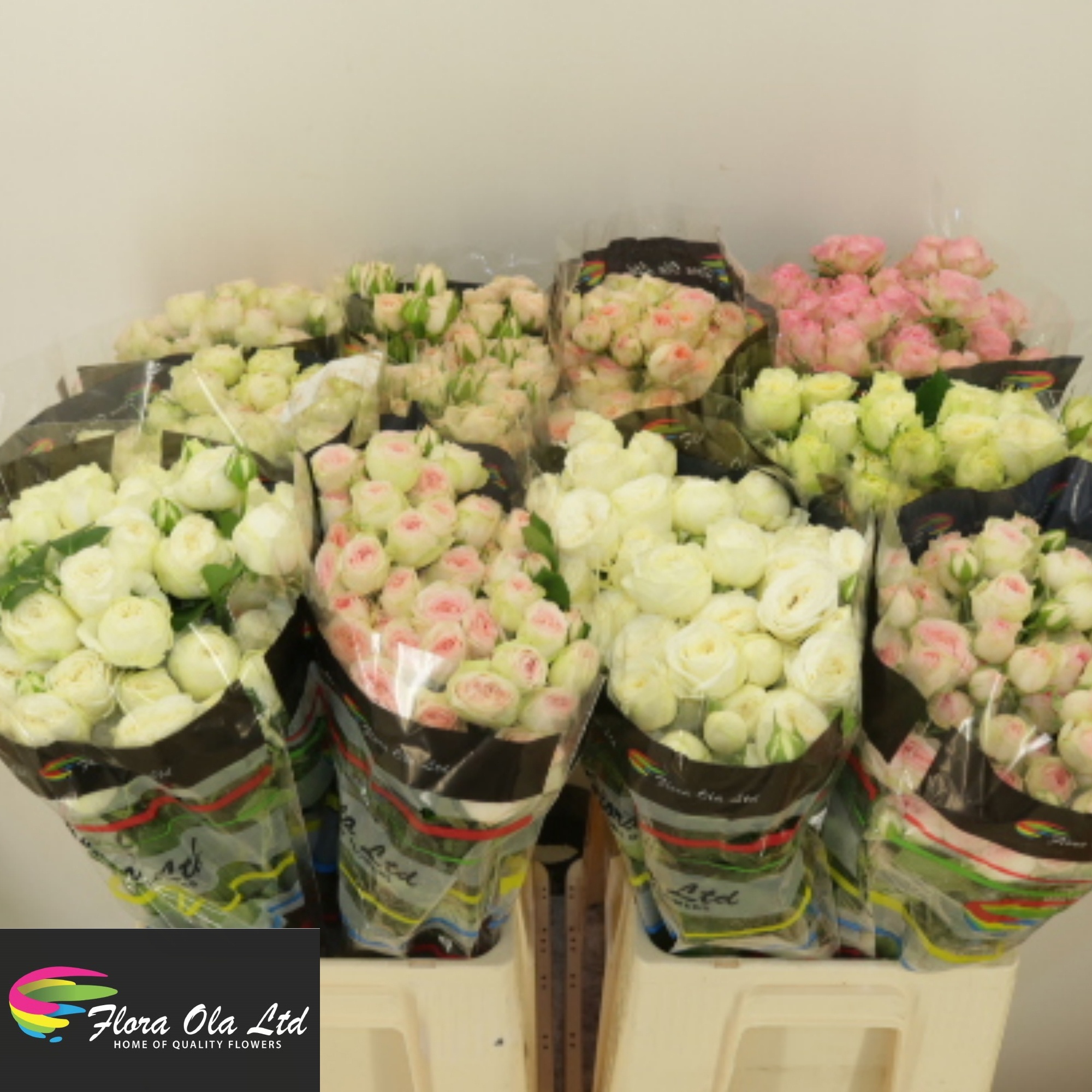 Rosa Spr Mixed In Bucket 60cm