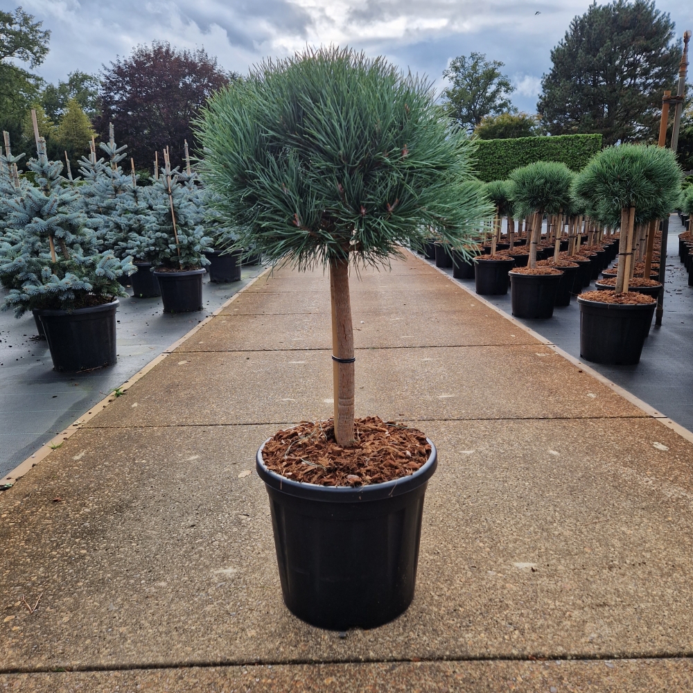 Picture of Pinus sylvestris Watereri P36 110cm (LOOSE)