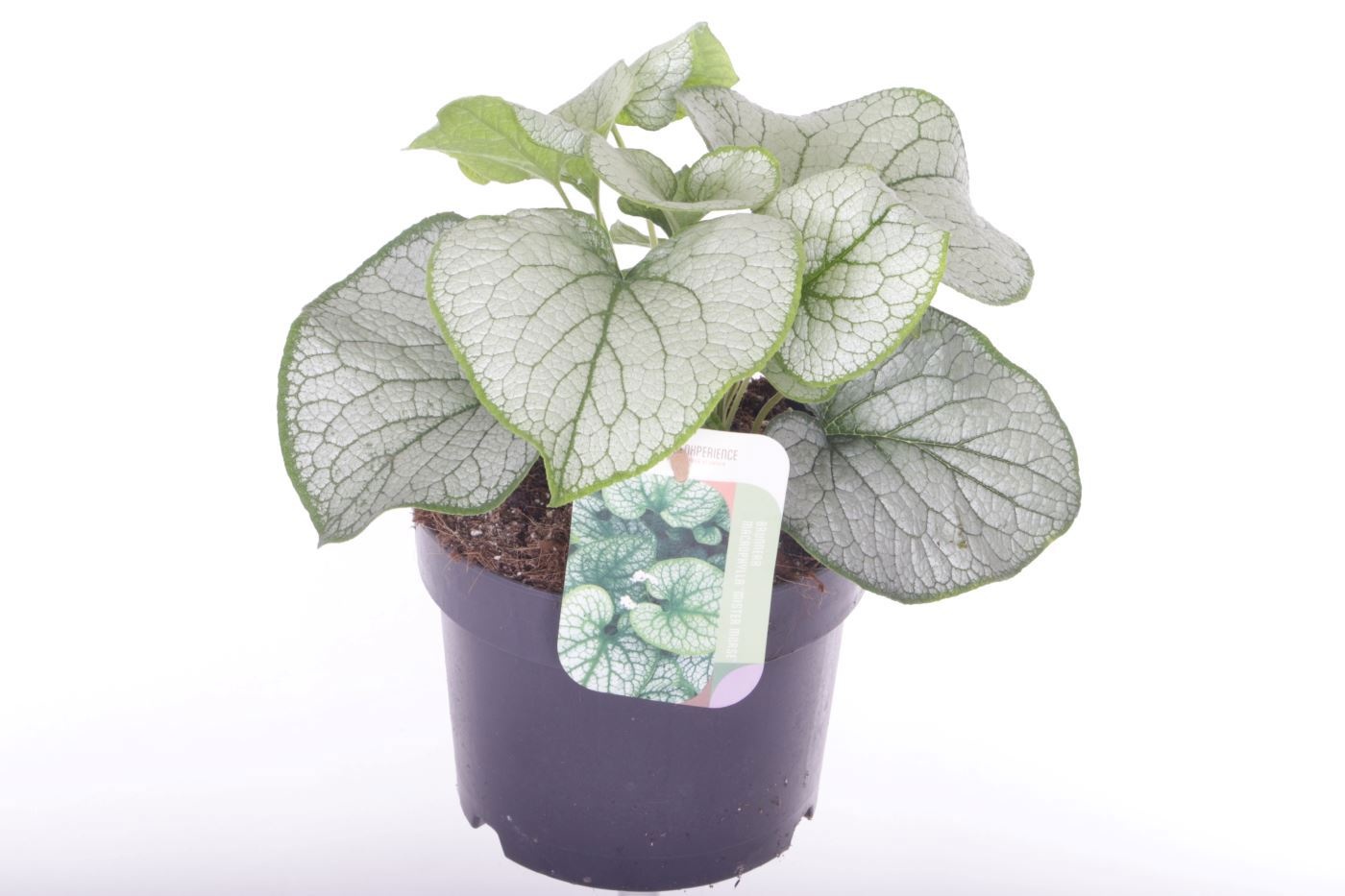 Brunnera macrophylla 'Silver Spear'
