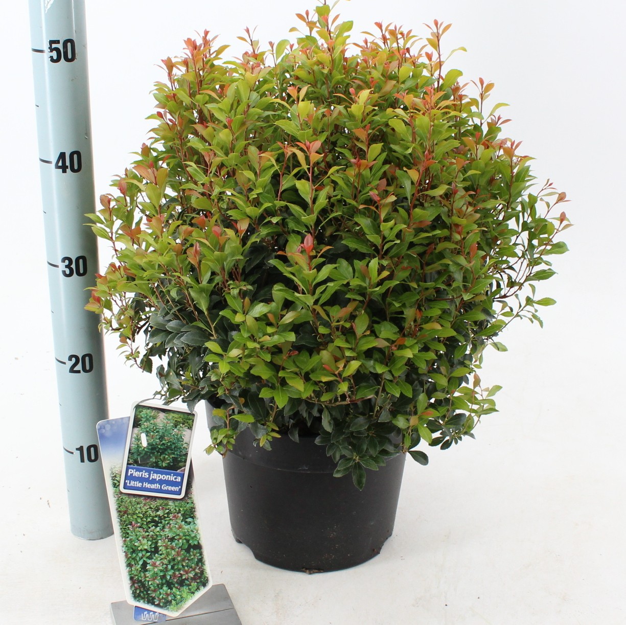 Picture of Pieris jap. ‘Little Heath Green’