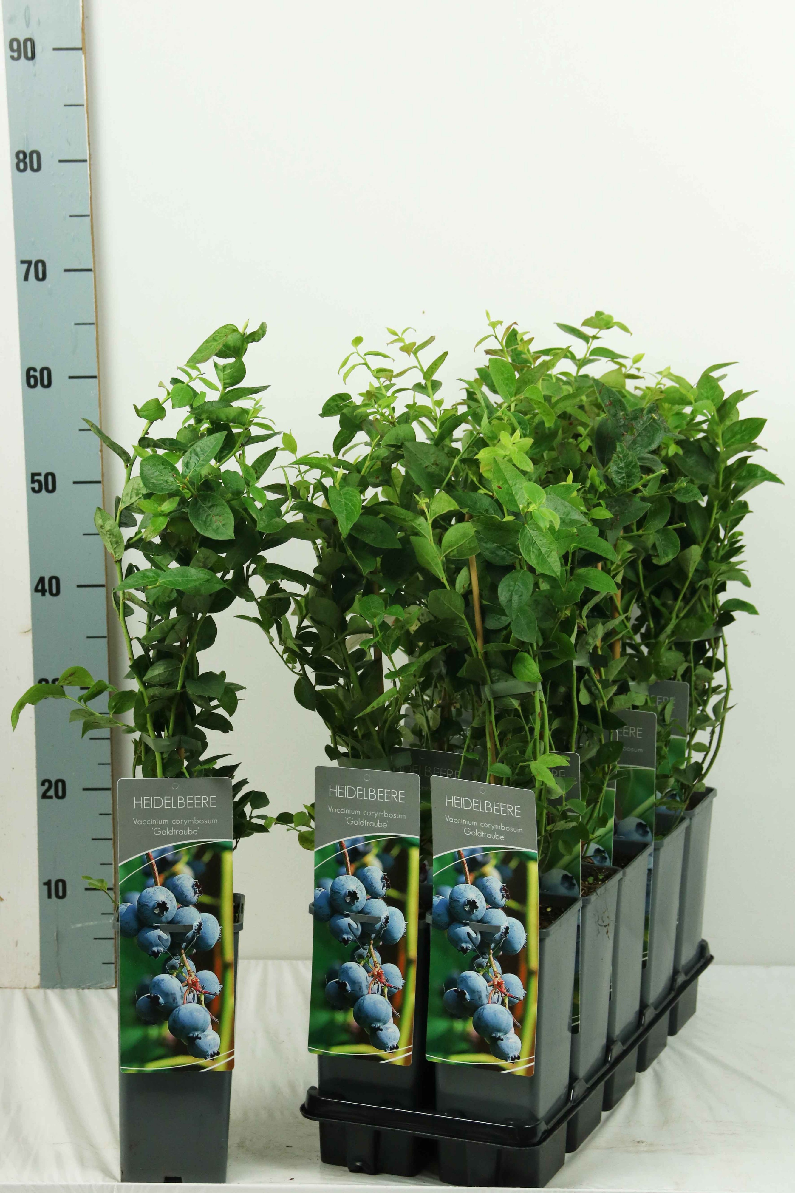 Vaccinium cor. 'Goldtraube'