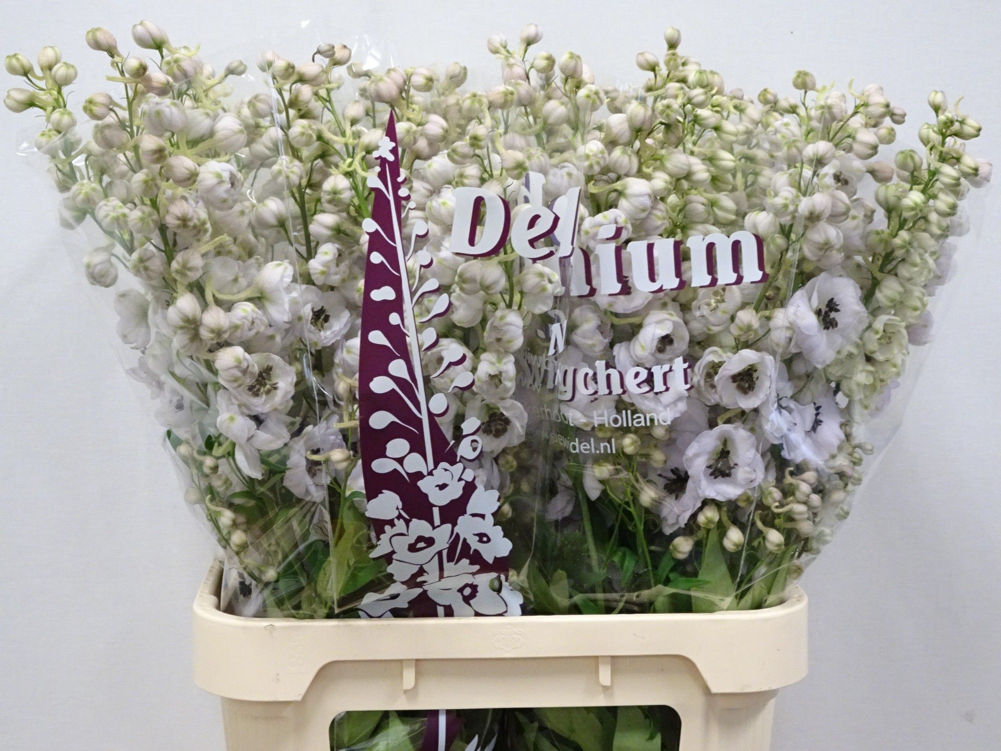 Delph El Dew Spijker