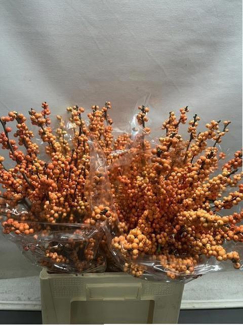 Ilex Winter Gold 70cm