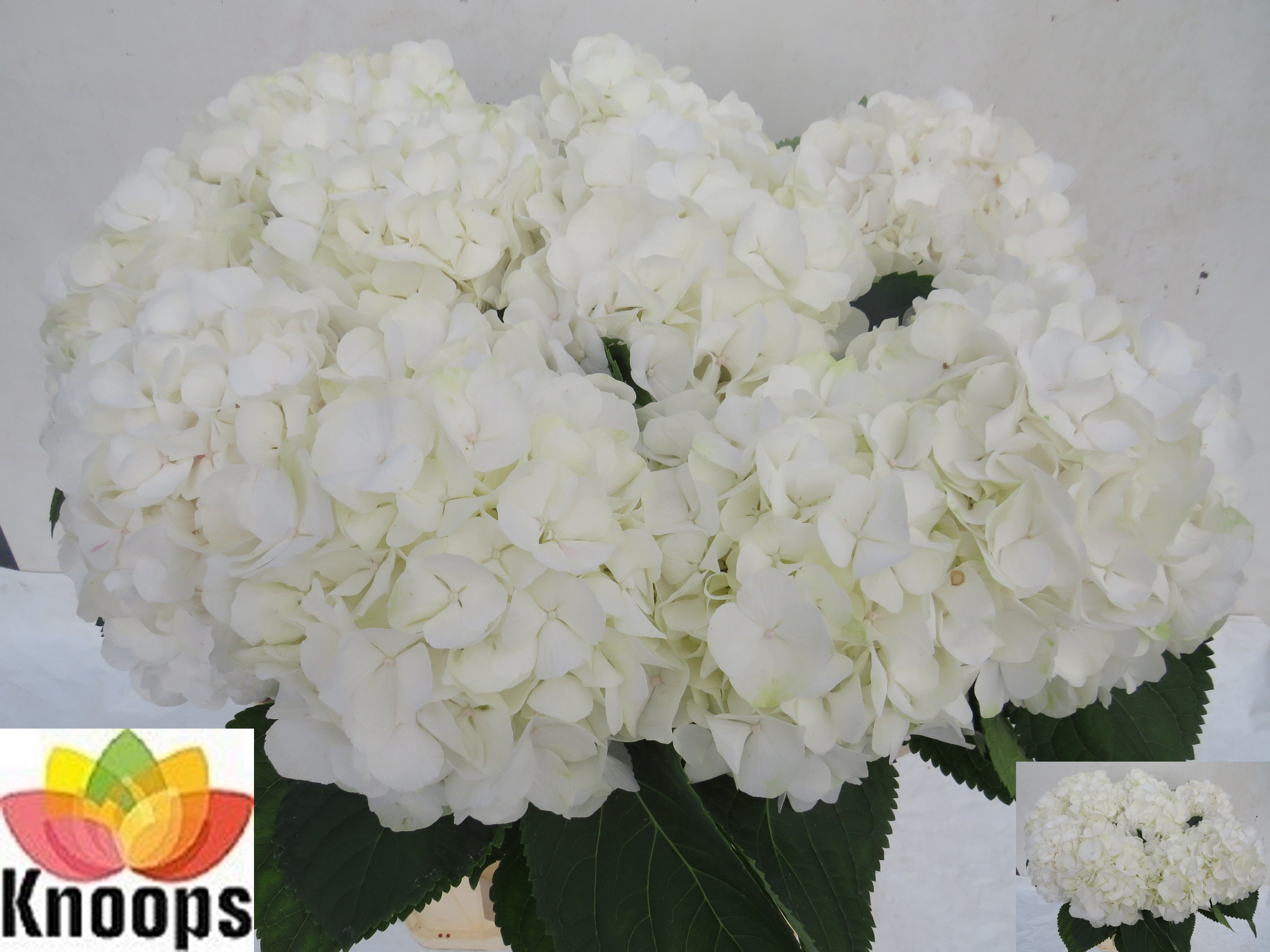 Hydrangea White Verena 80cm 23Ø