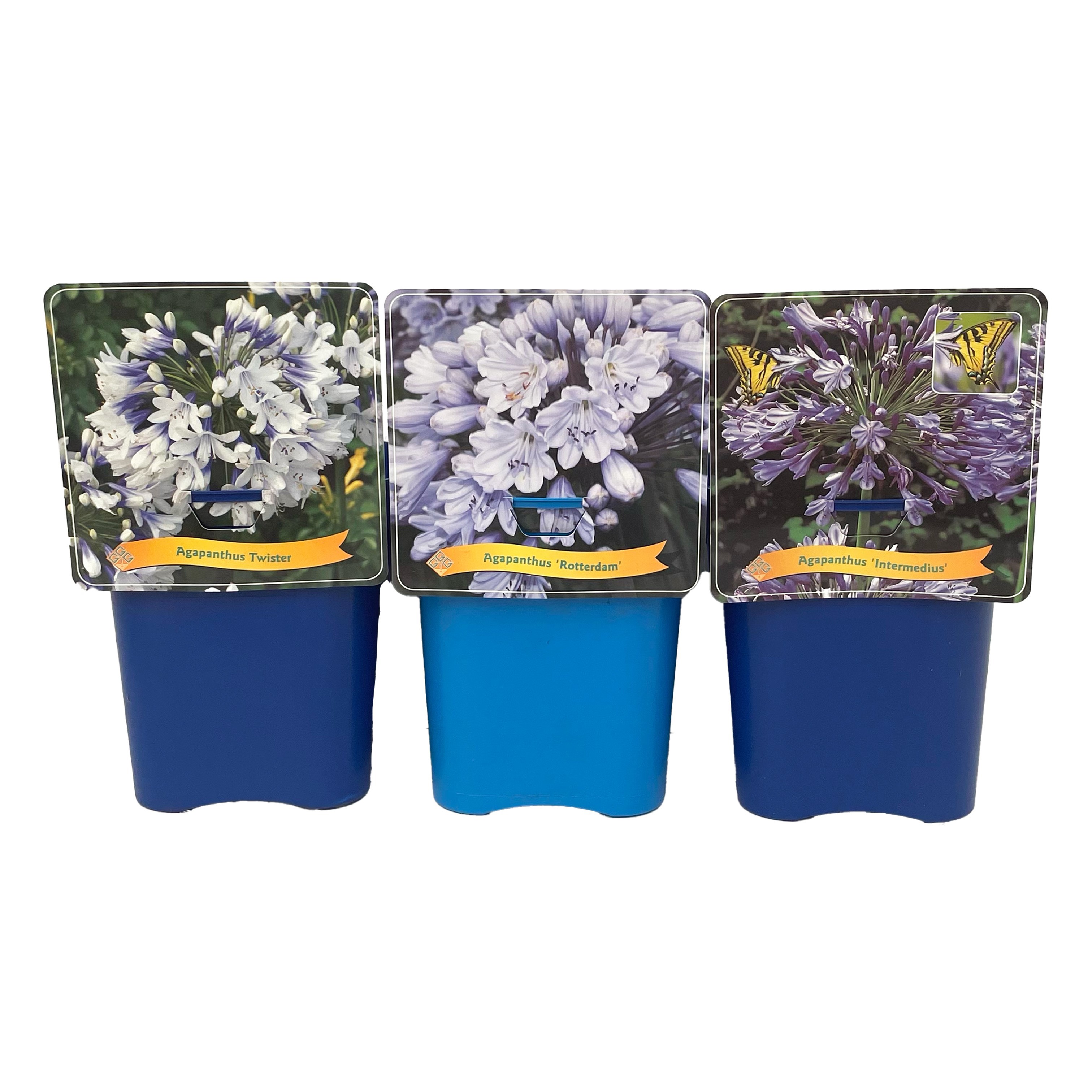 Picture of Agapanthus Mix shelve C5