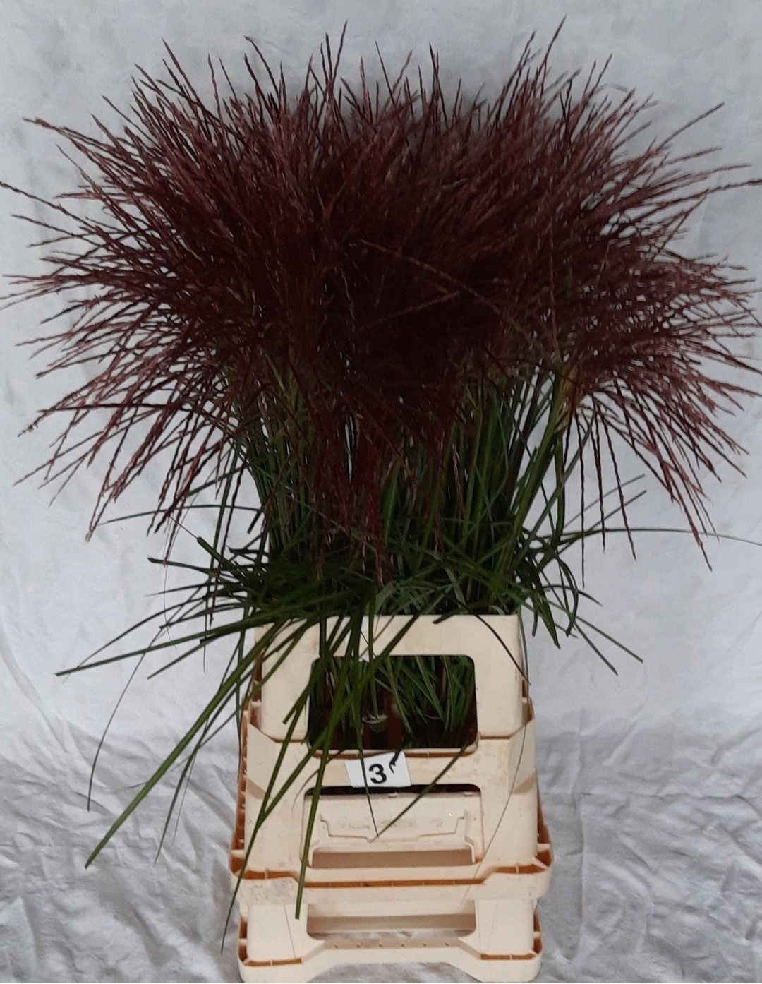 Miscanthus Rotfeder 80cm