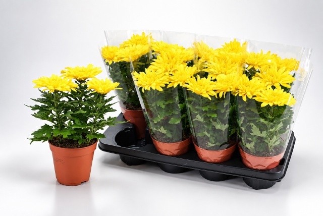 Chrys Supnova Yellow 13Ø 30cm
