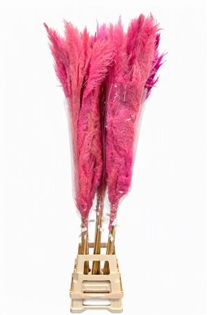 Cortaderia Selloana Dried 140cm