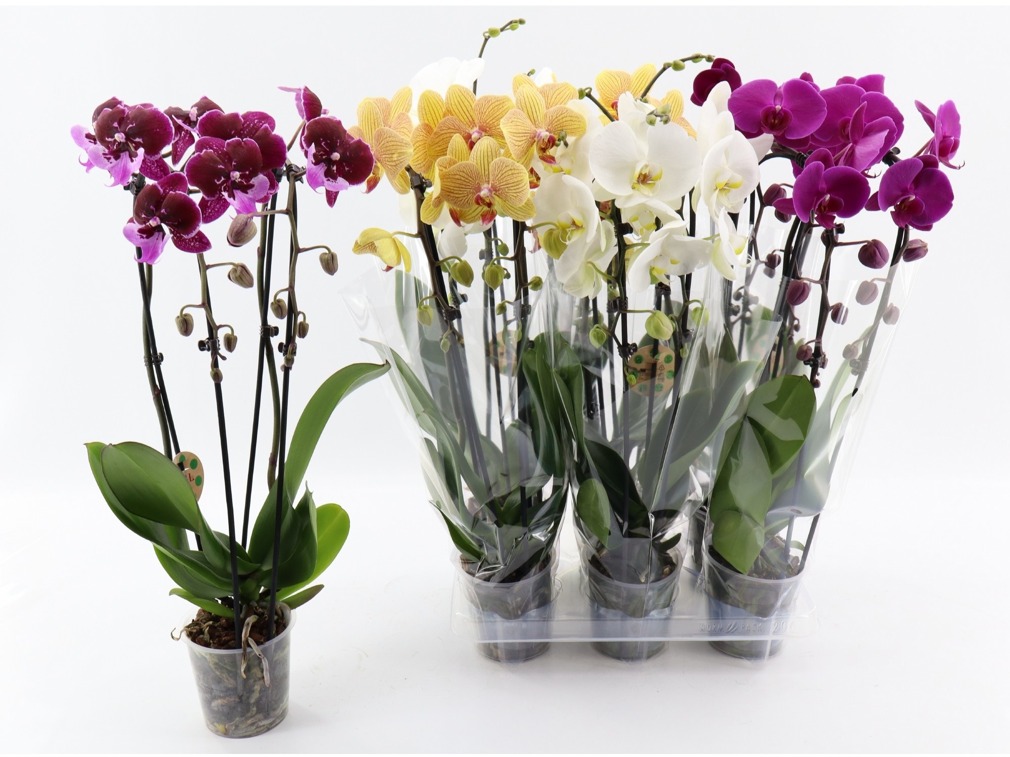 Phal El Cascade 12P 50H 2TAK 16bloem 33bloei