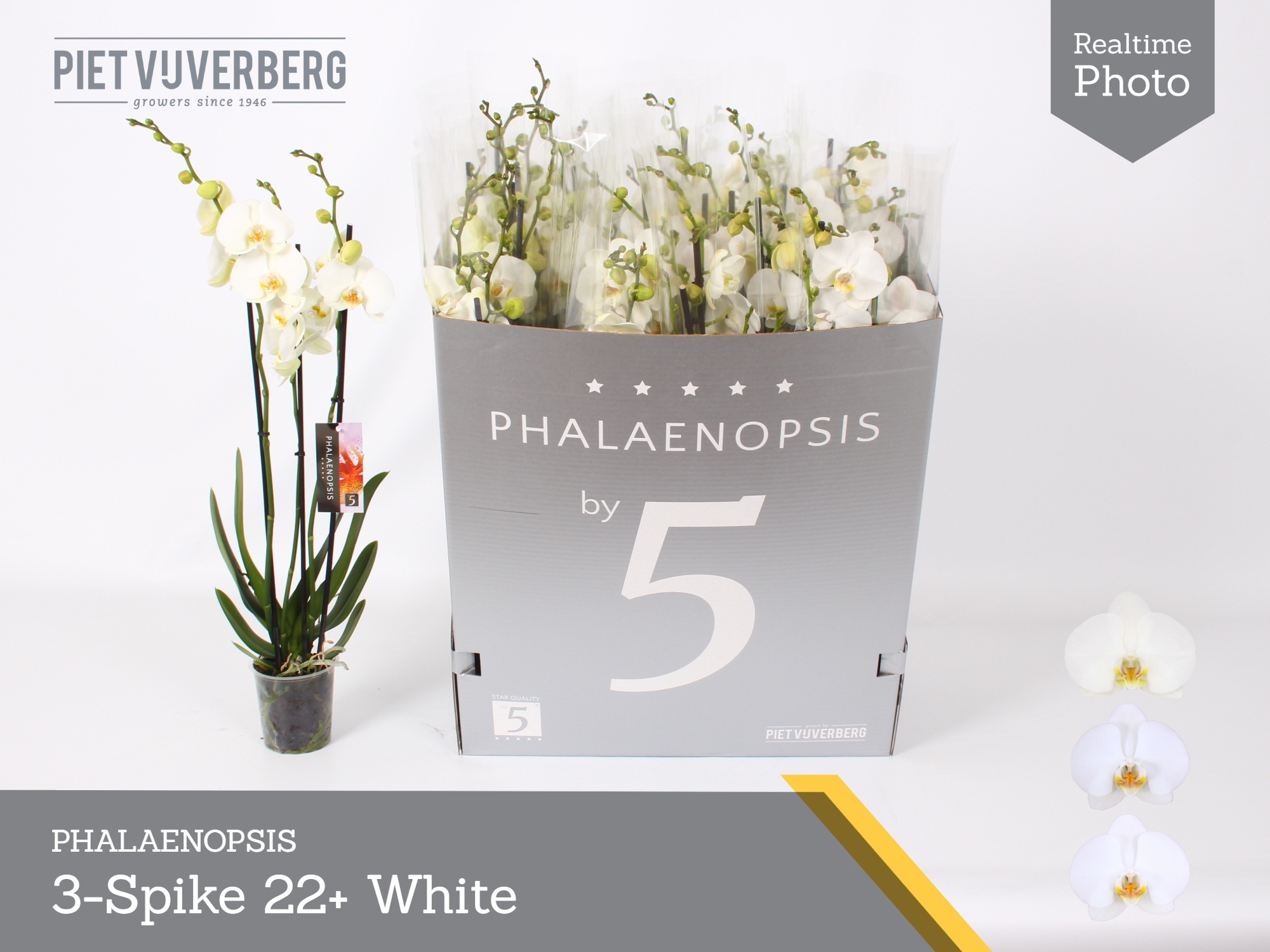 Phal Ov Wit 12P 70H 3TAK 22bloem 23bloei