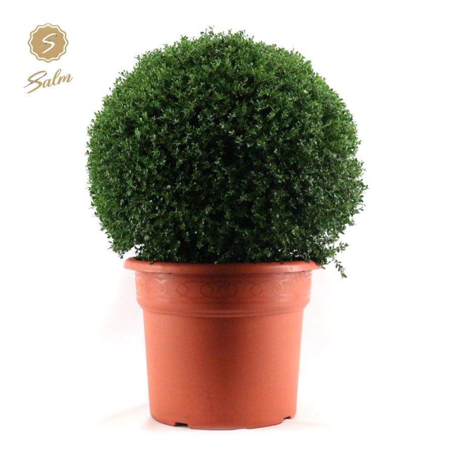 Picture of Ilex crenata BALL-80/CM