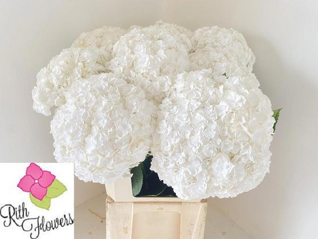 Hydrangea Royal Highness 80cm 20Ø