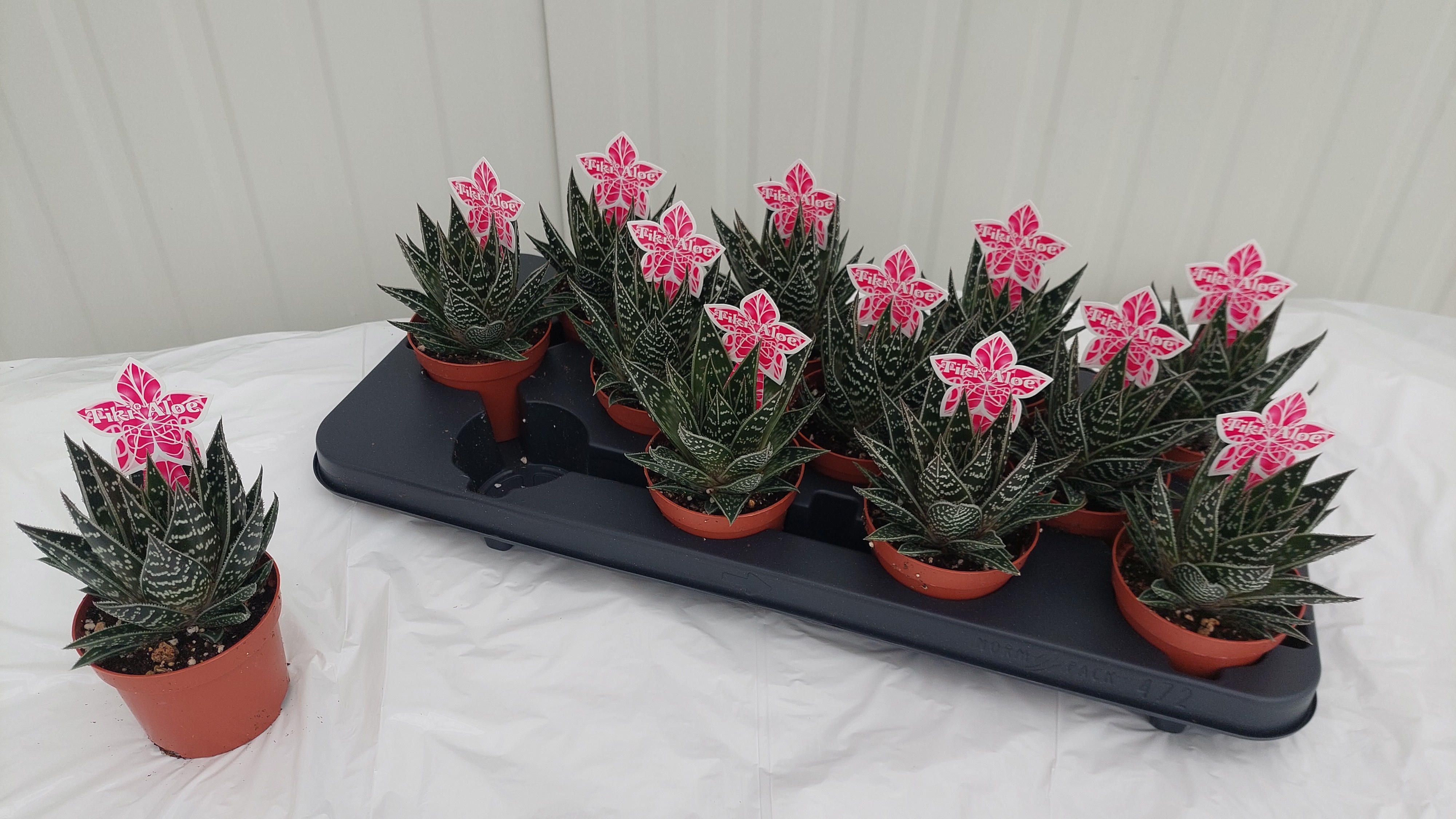 agave filifera subsp. schidigera Agave Filifera var. Schidigera main image 1
