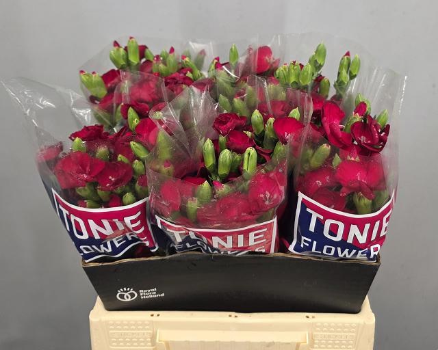 Di Symply Cherry