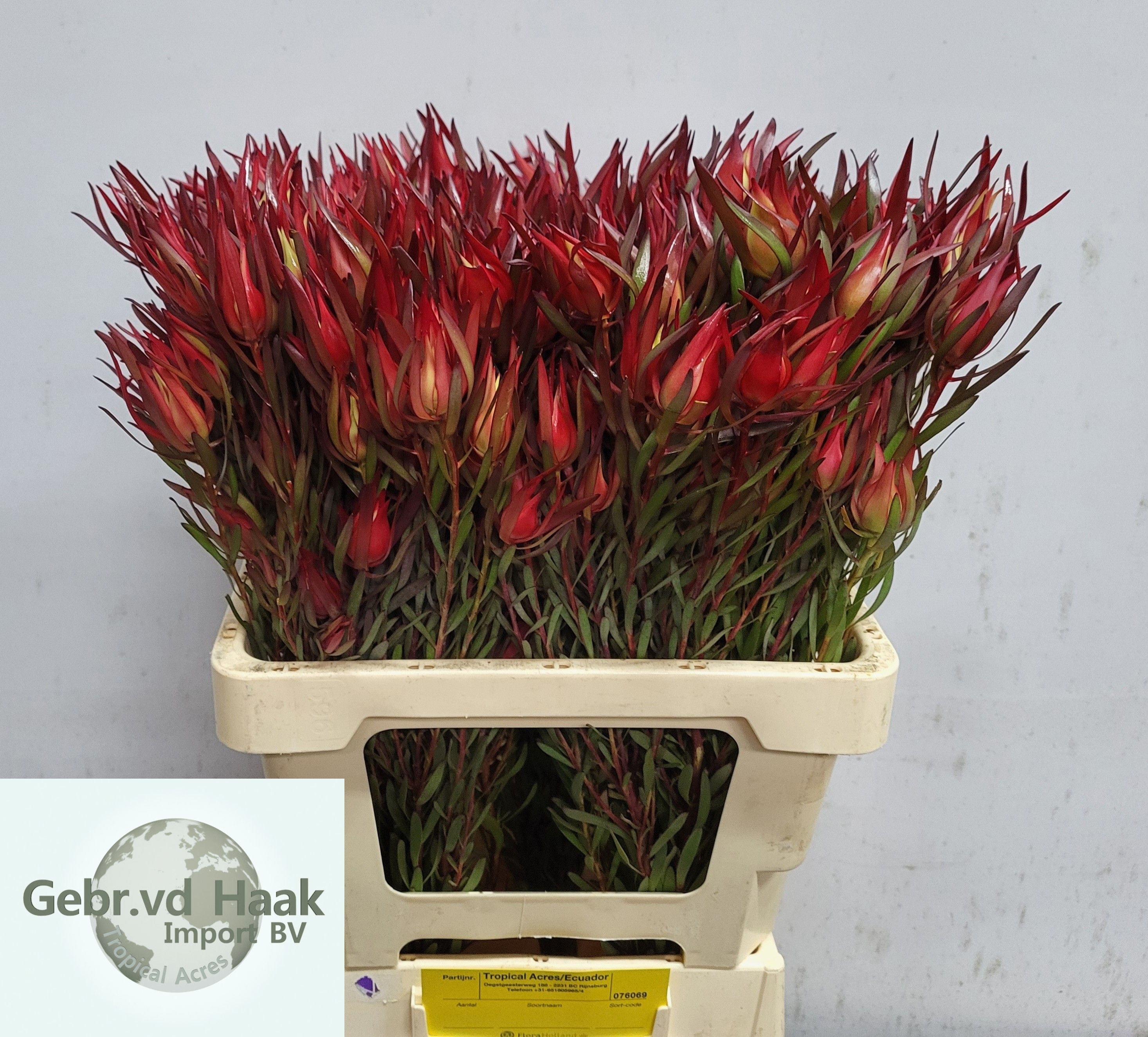 Leucadendron Salignum 60cm