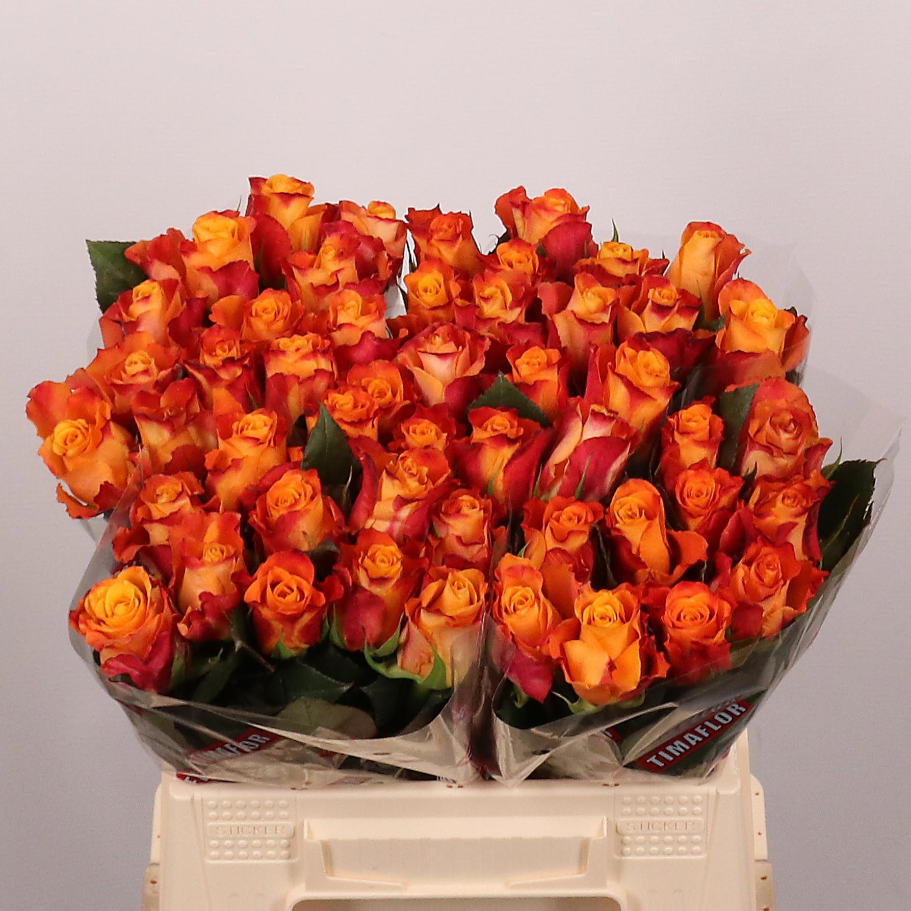 Rosa Mariyo! 40cm