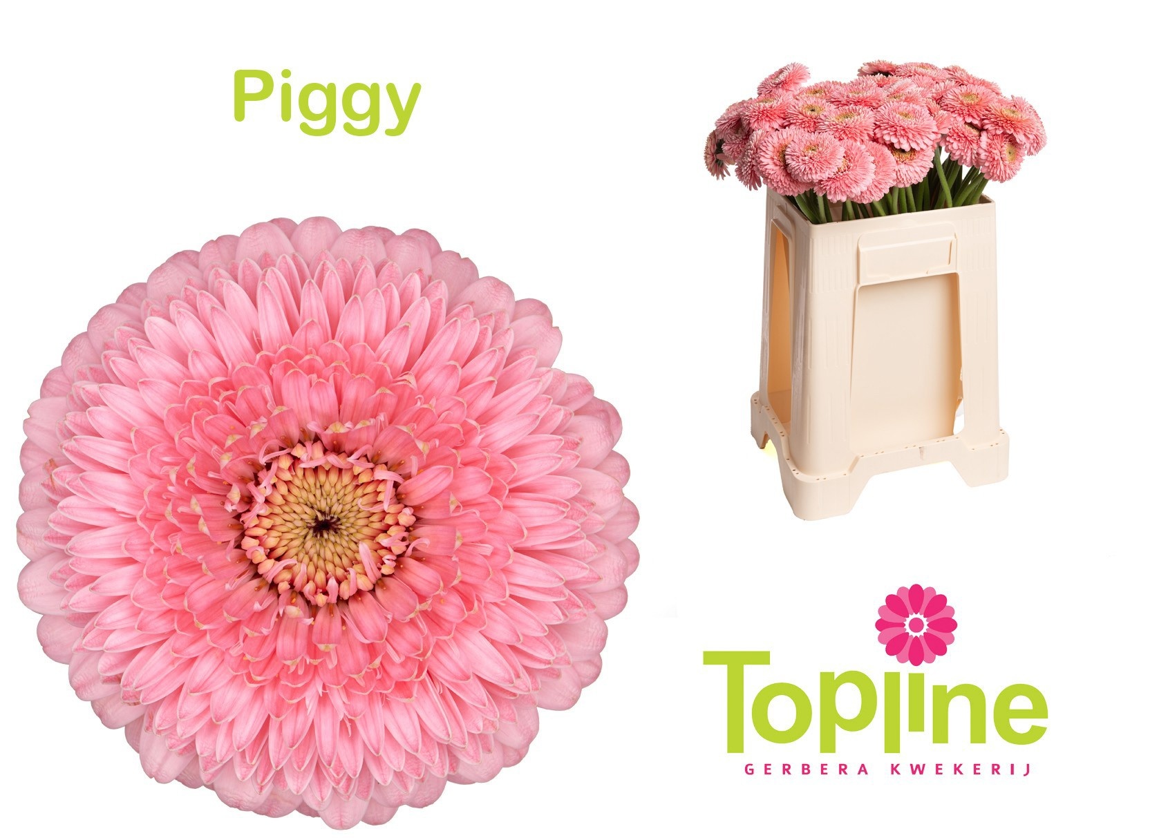 Ge Mb Pomponi Piggy