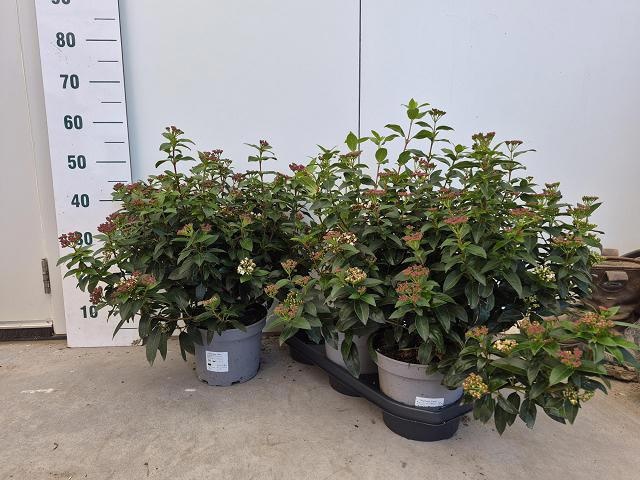 Viburnum Tinus 50cm