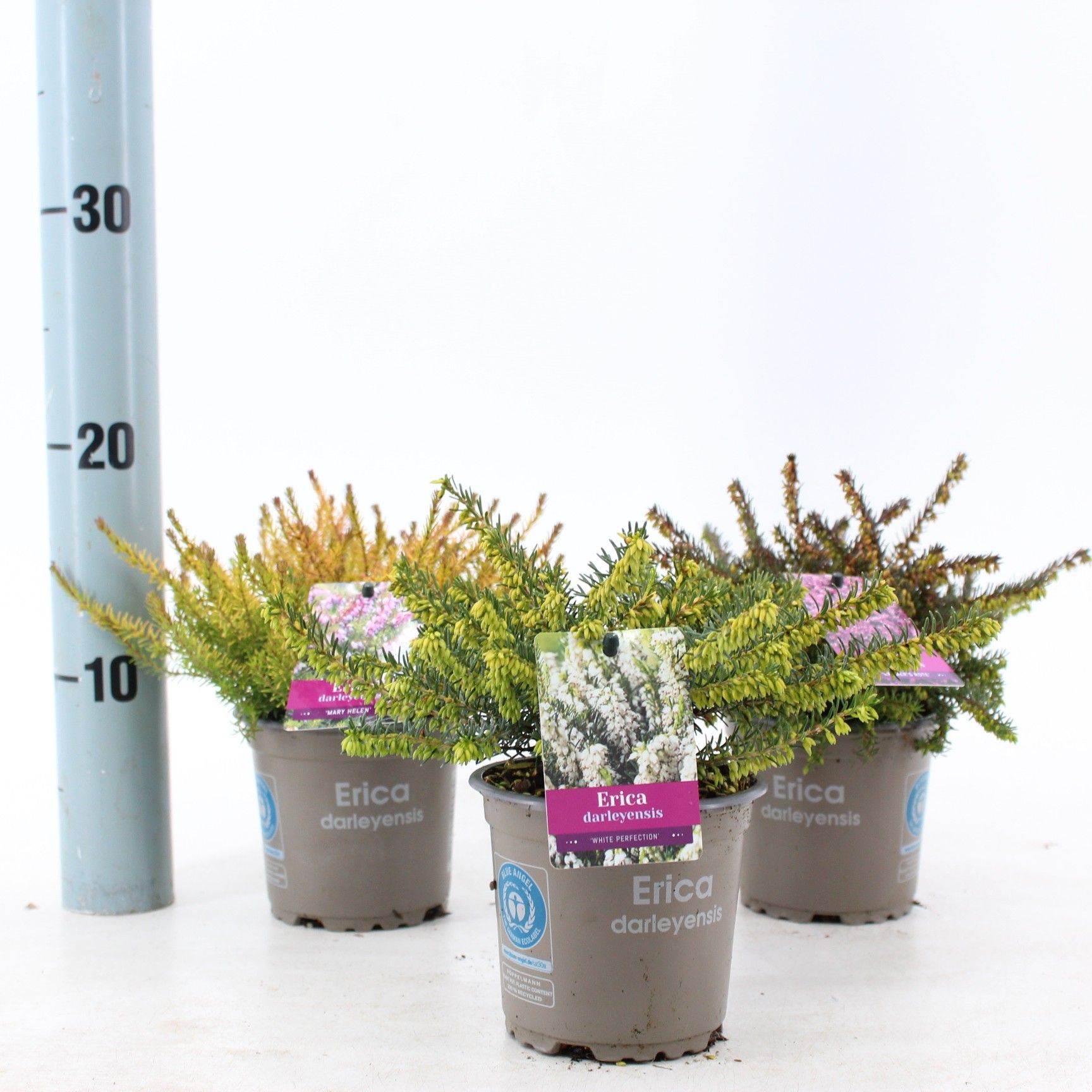 Picture of Erica darl mix P10,5 (minimum order one layer)