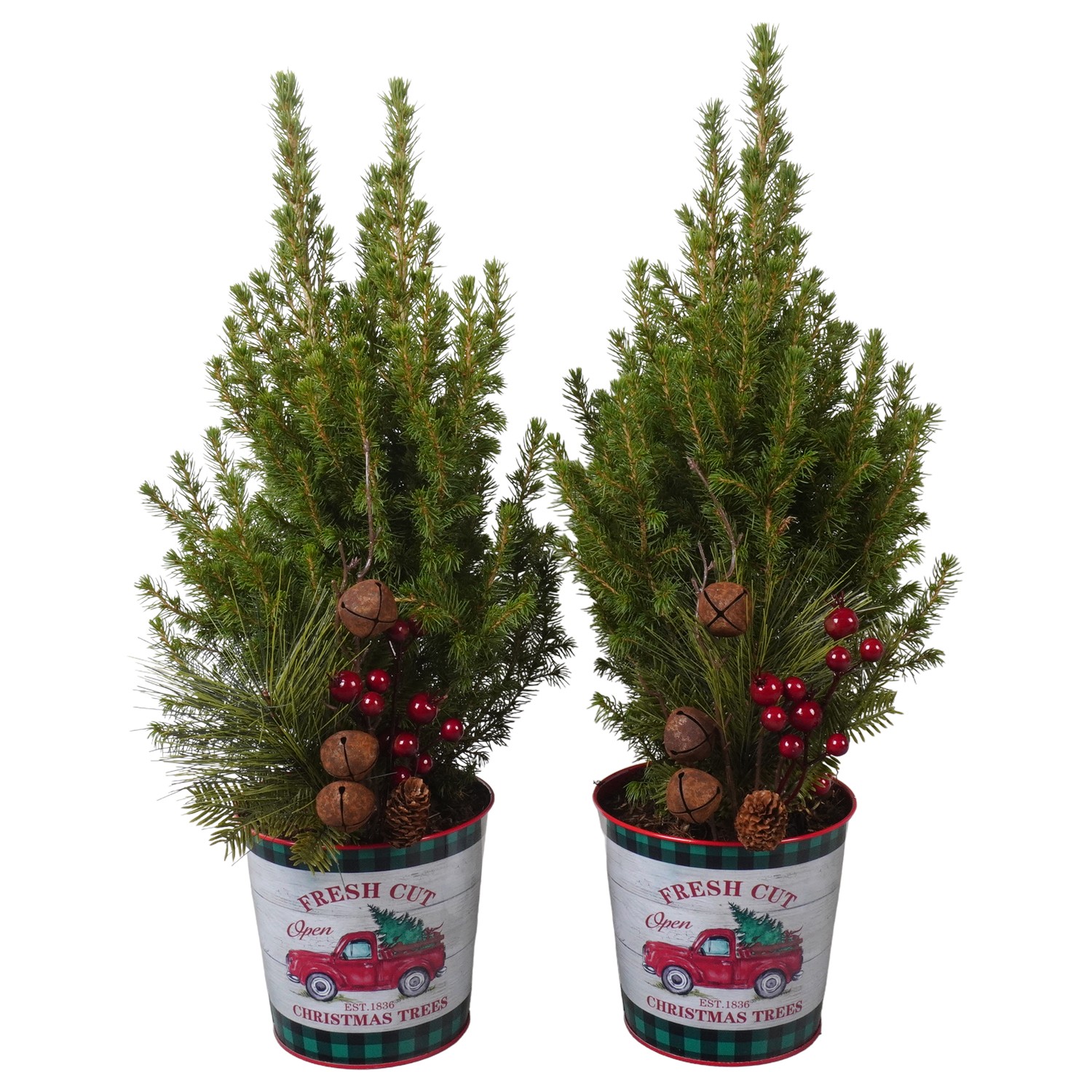 Picture of PTK24537 PIcea Conica Perfecta in zinc pot decoration P15 50CM