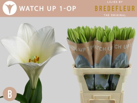 Lilium Lf Watch Up 100cm 2/4bl