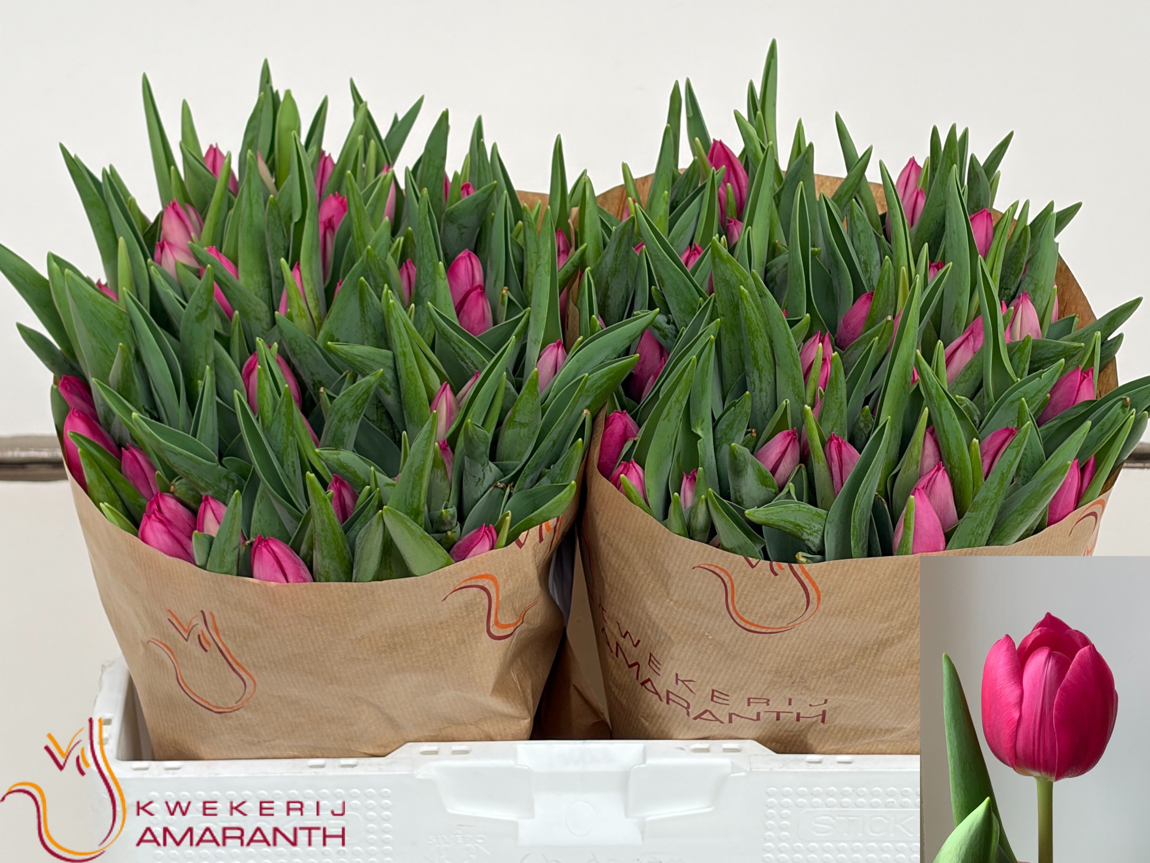 Tulipa Pink Ardour 38cm 34gram
