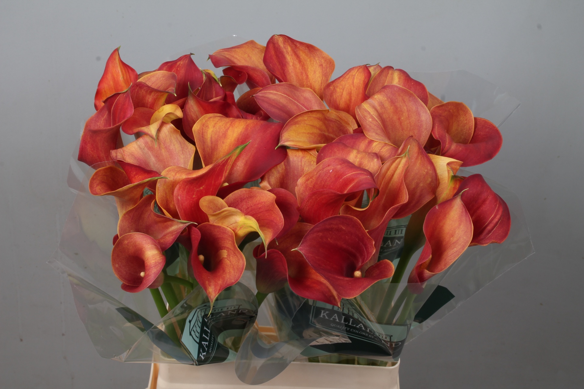 Calla Capt Trinity 65cm