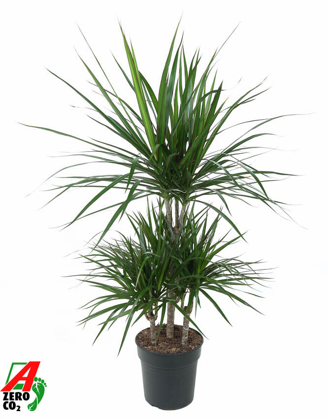 Picture of Dracaena Marginata 45-carrousel P21 100CM