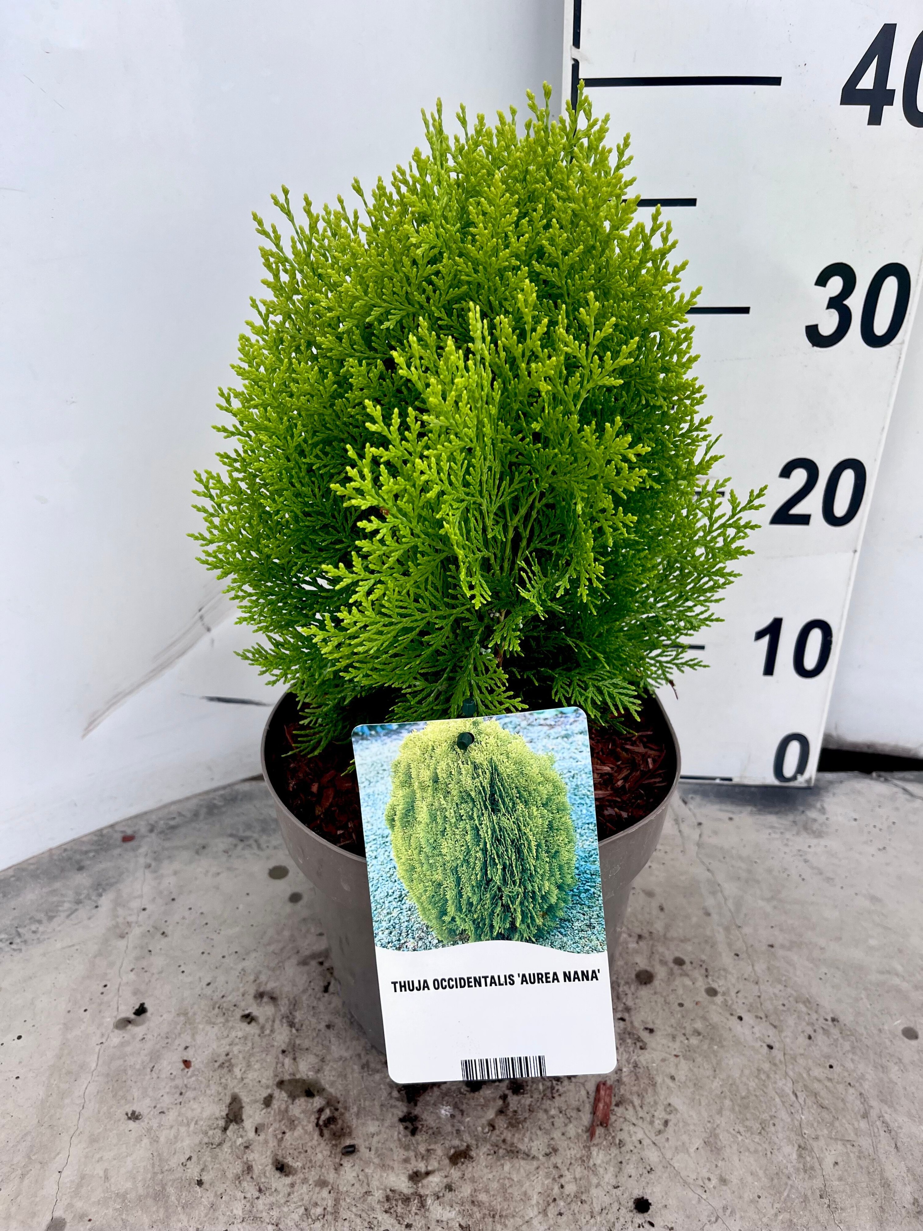Thuja occ. 'Aurea Nana'