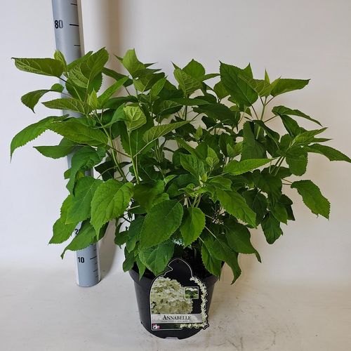 Hydrangea arborescens 'Annabelle' (kopie) p29 Vlasveld