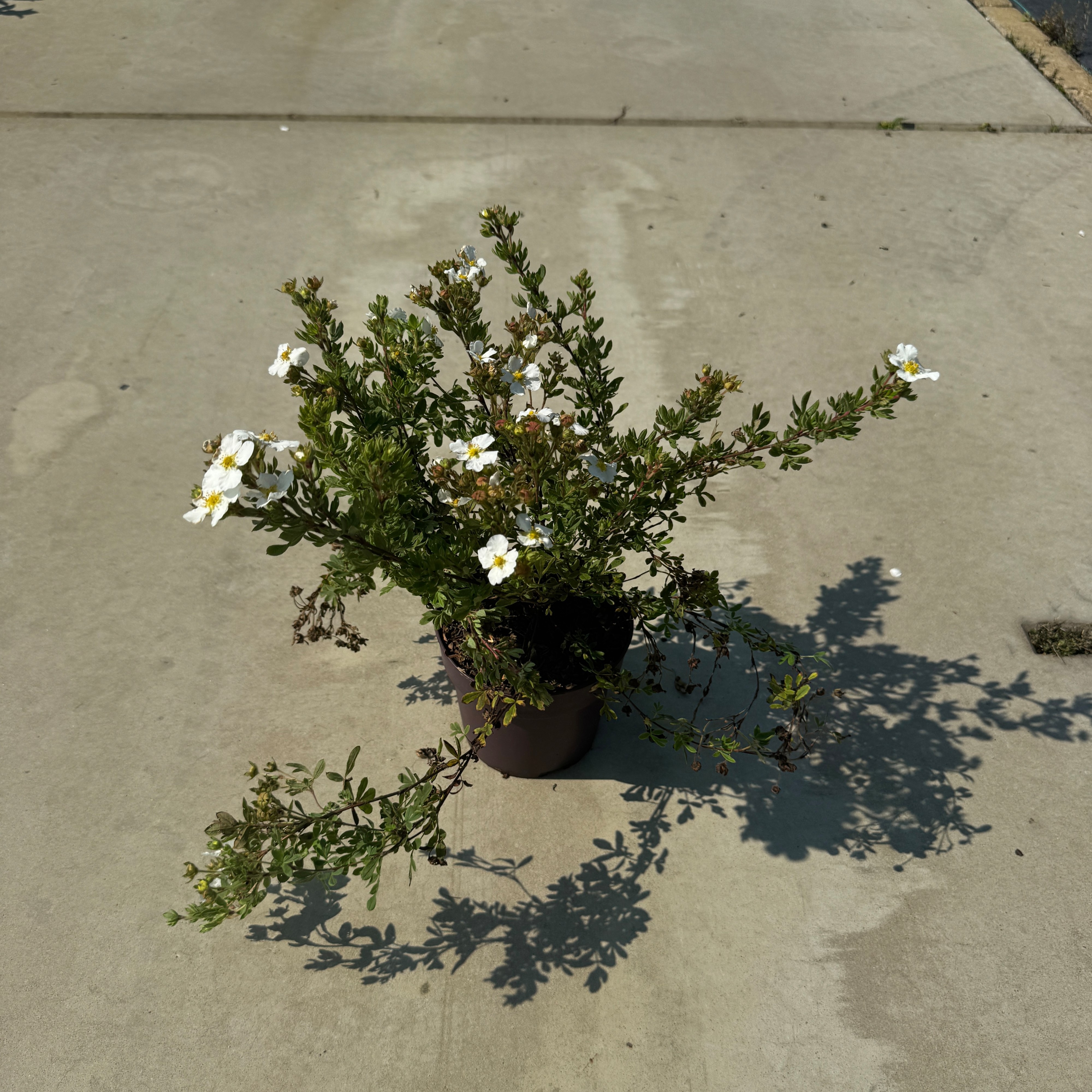 Potentilla f. 'Abbotswood'