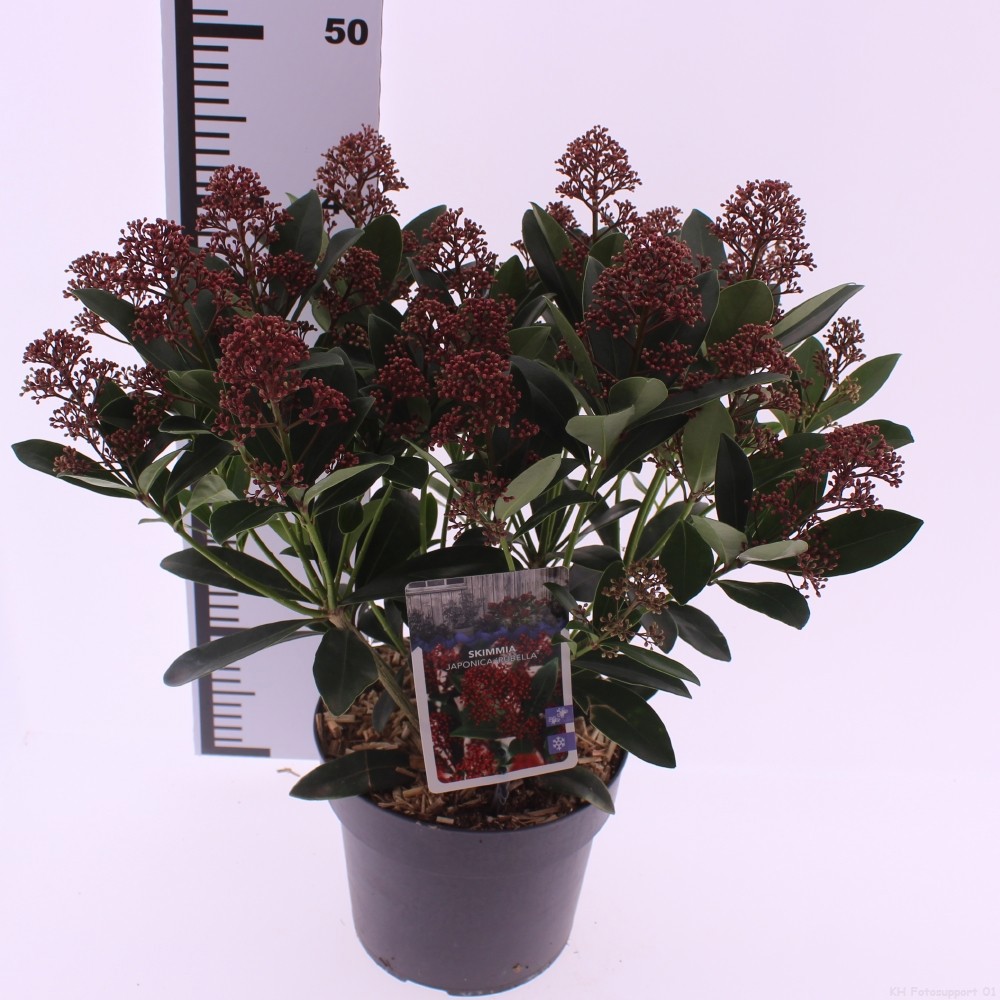 Picture of Skimmia jap. 'Rubella'